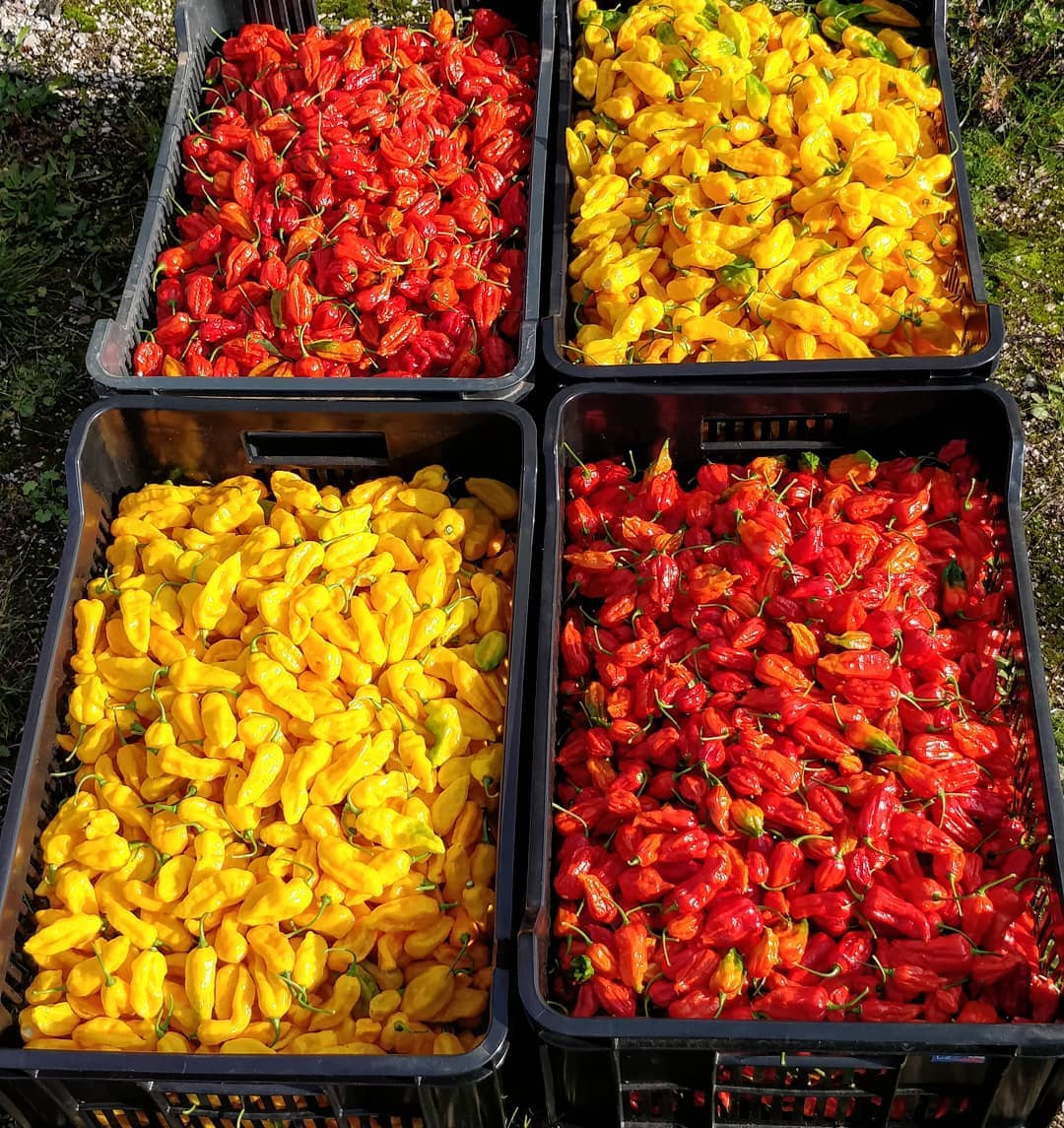 Semínka-Chilli.cz foto 2