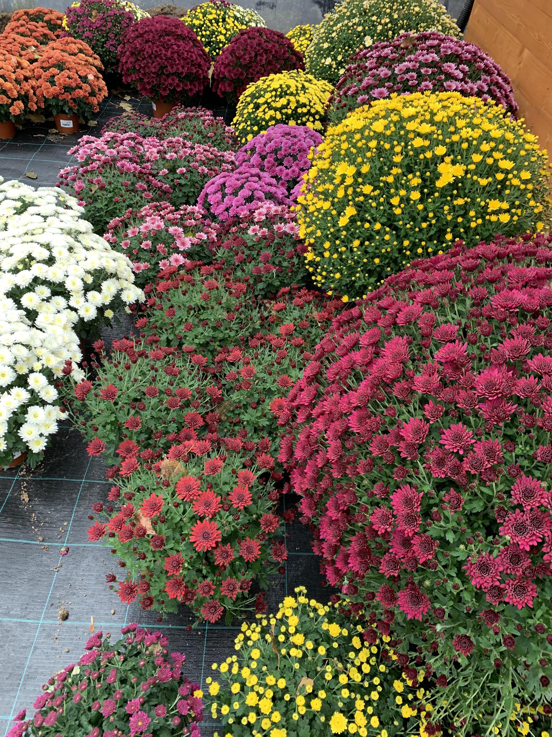 Zahradnictví Na Růžku - GOZ GARDEN foto 3