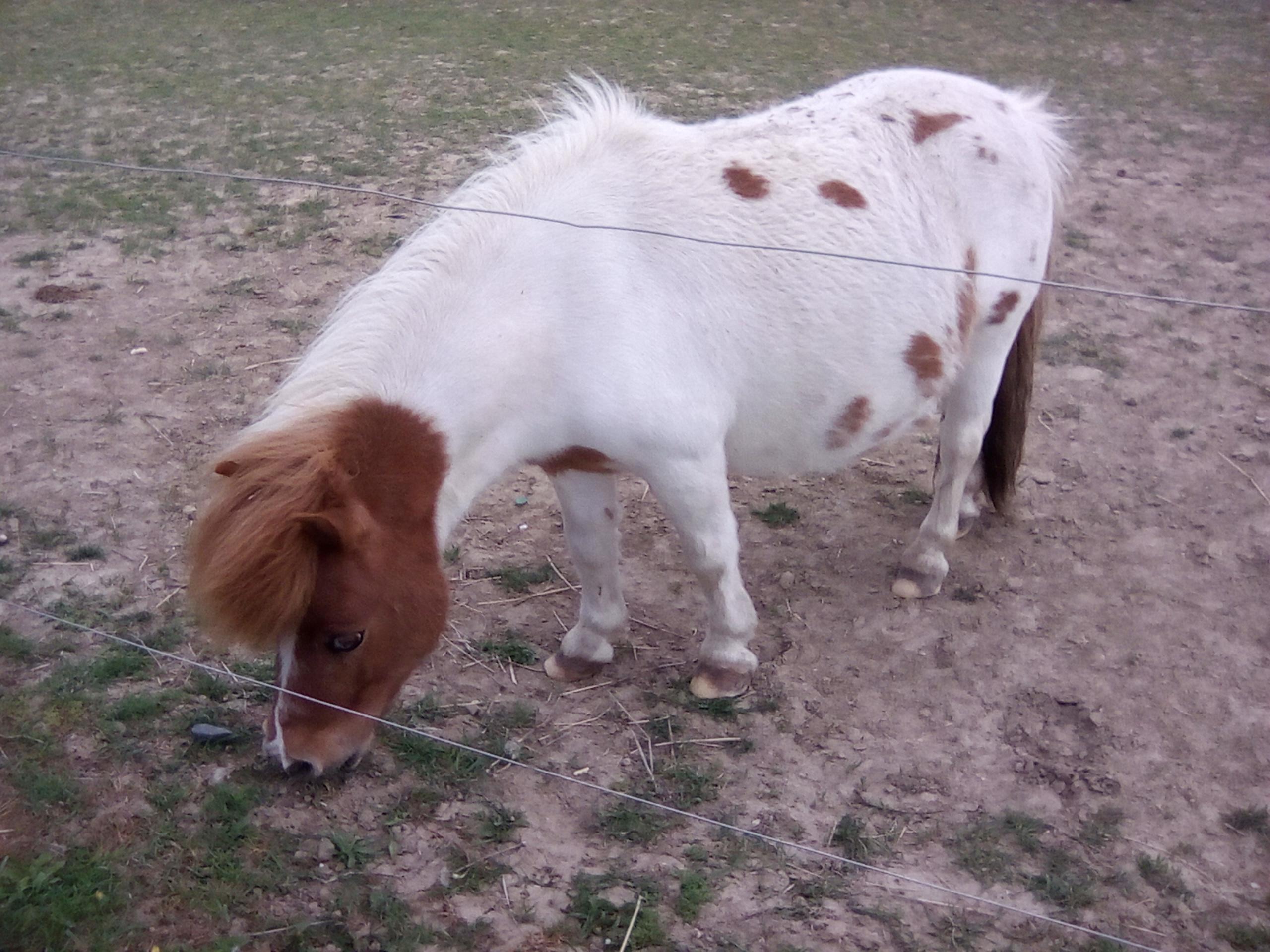 STÁJ TROJAN, spol. s r.o. foto 6
