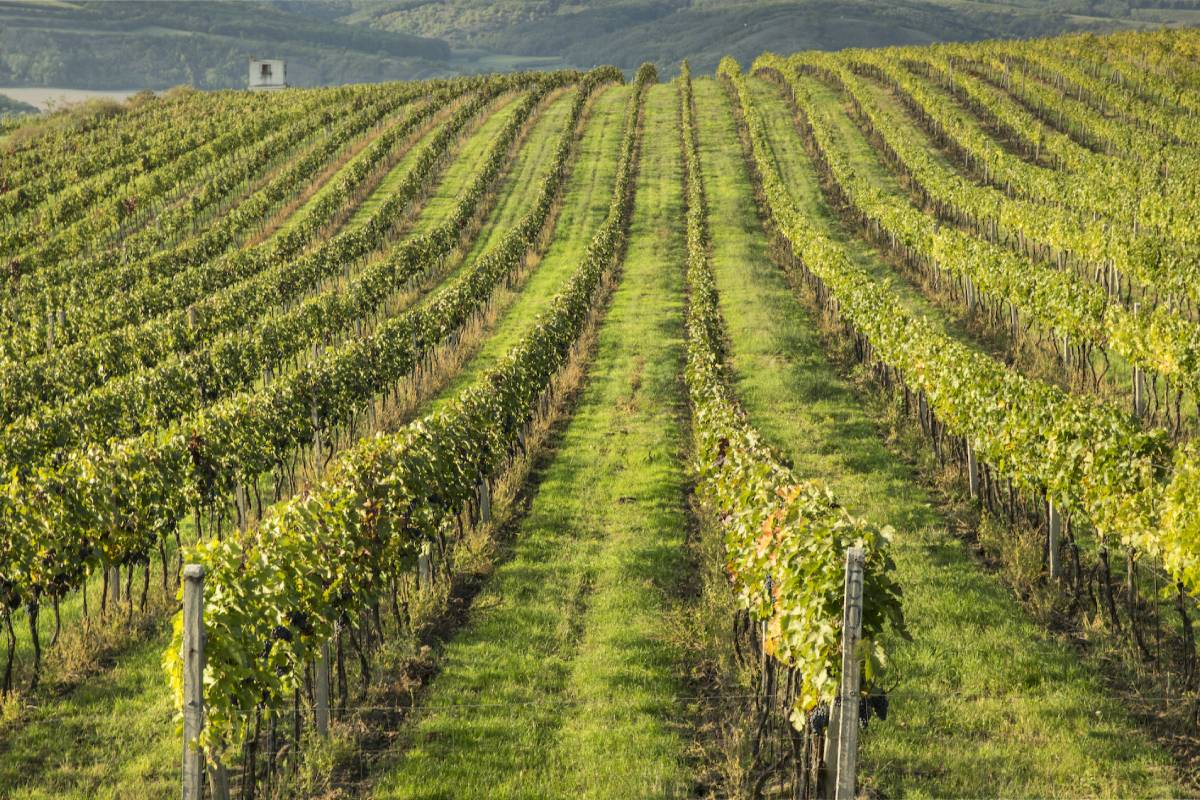 FILIBERK rodinné vinařství