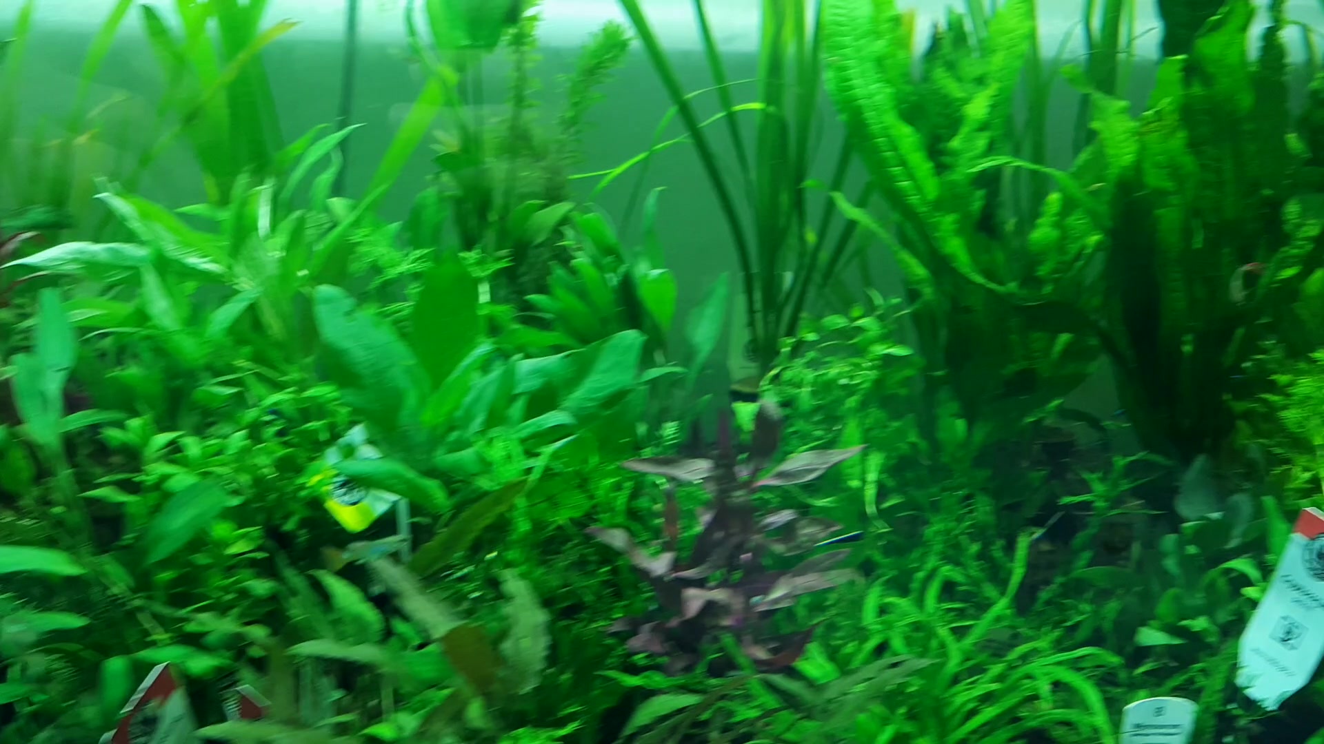 Akvaristika-24.cz foto 2 (náhled videa)