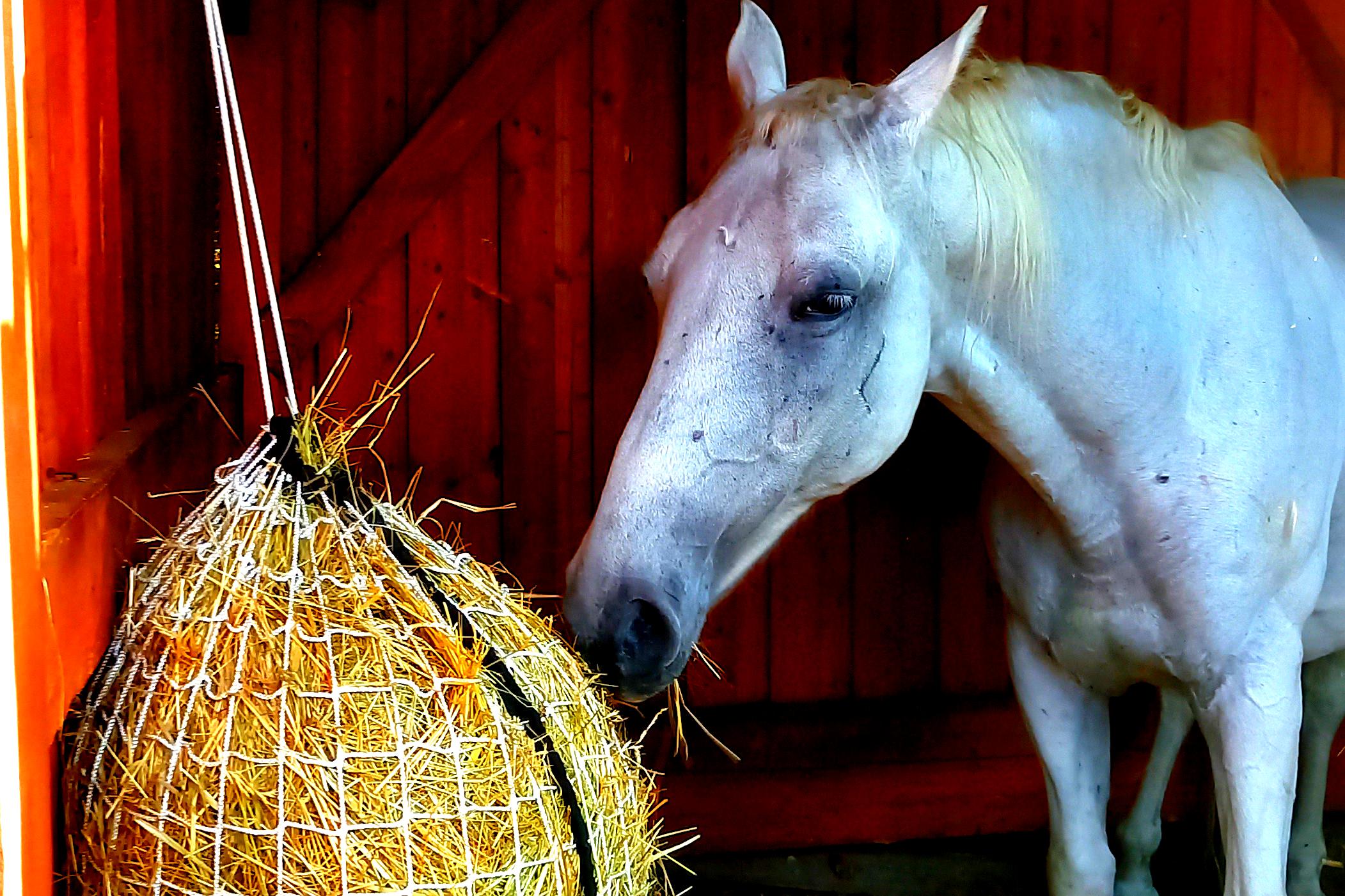 Sítě na seno Slowfeeding