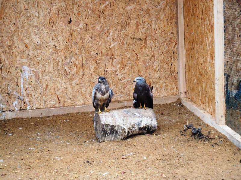 Záchranná stanice pro DIVOKÁ a EXOTICKÁ zvířata foto 2