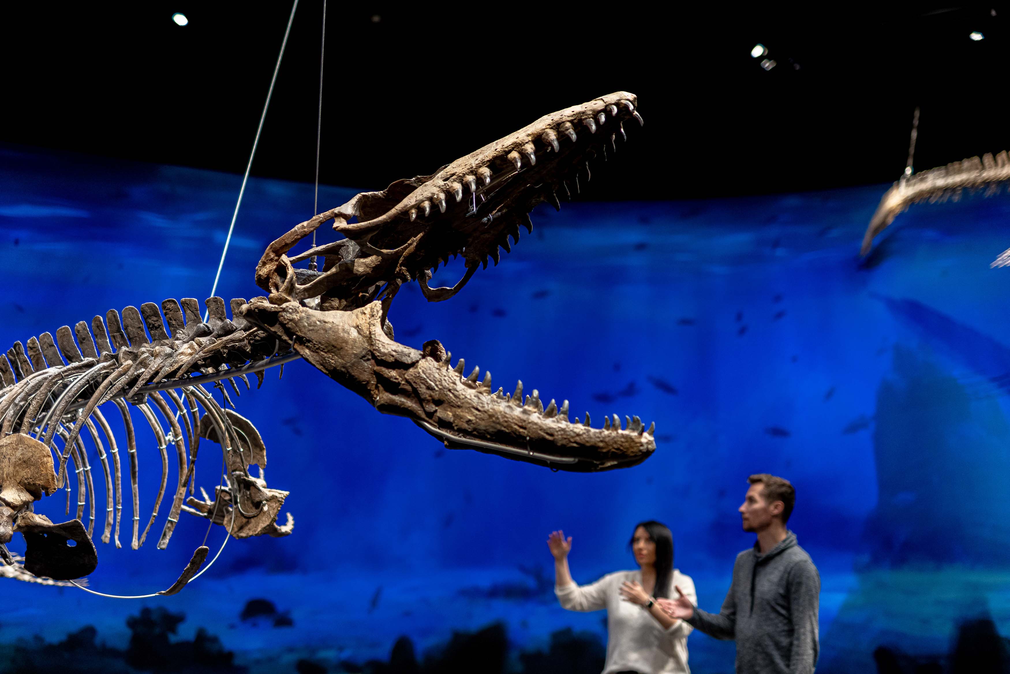 Dinosauria Museum Prague foto 3