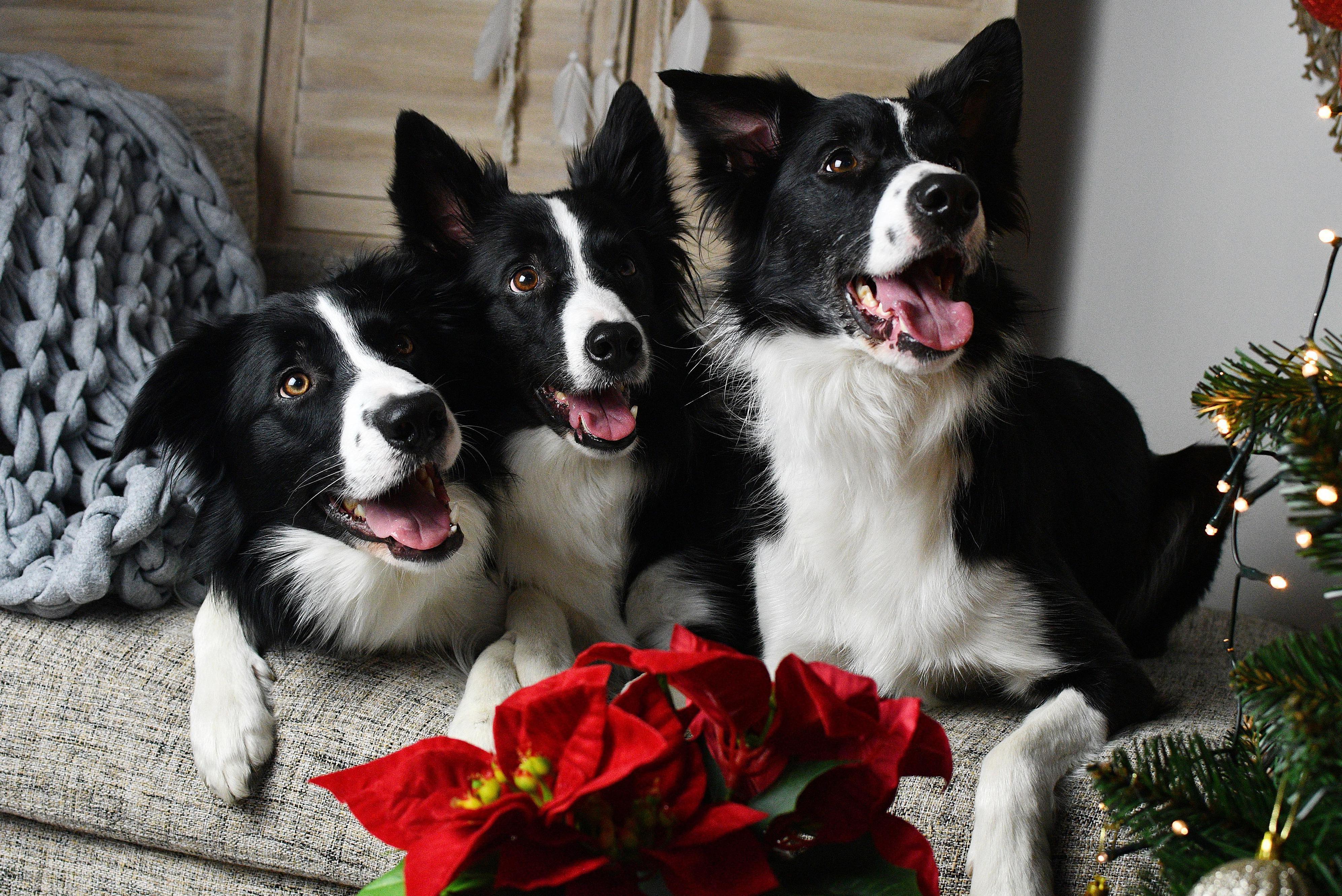 Zvířecí centrum Borderka