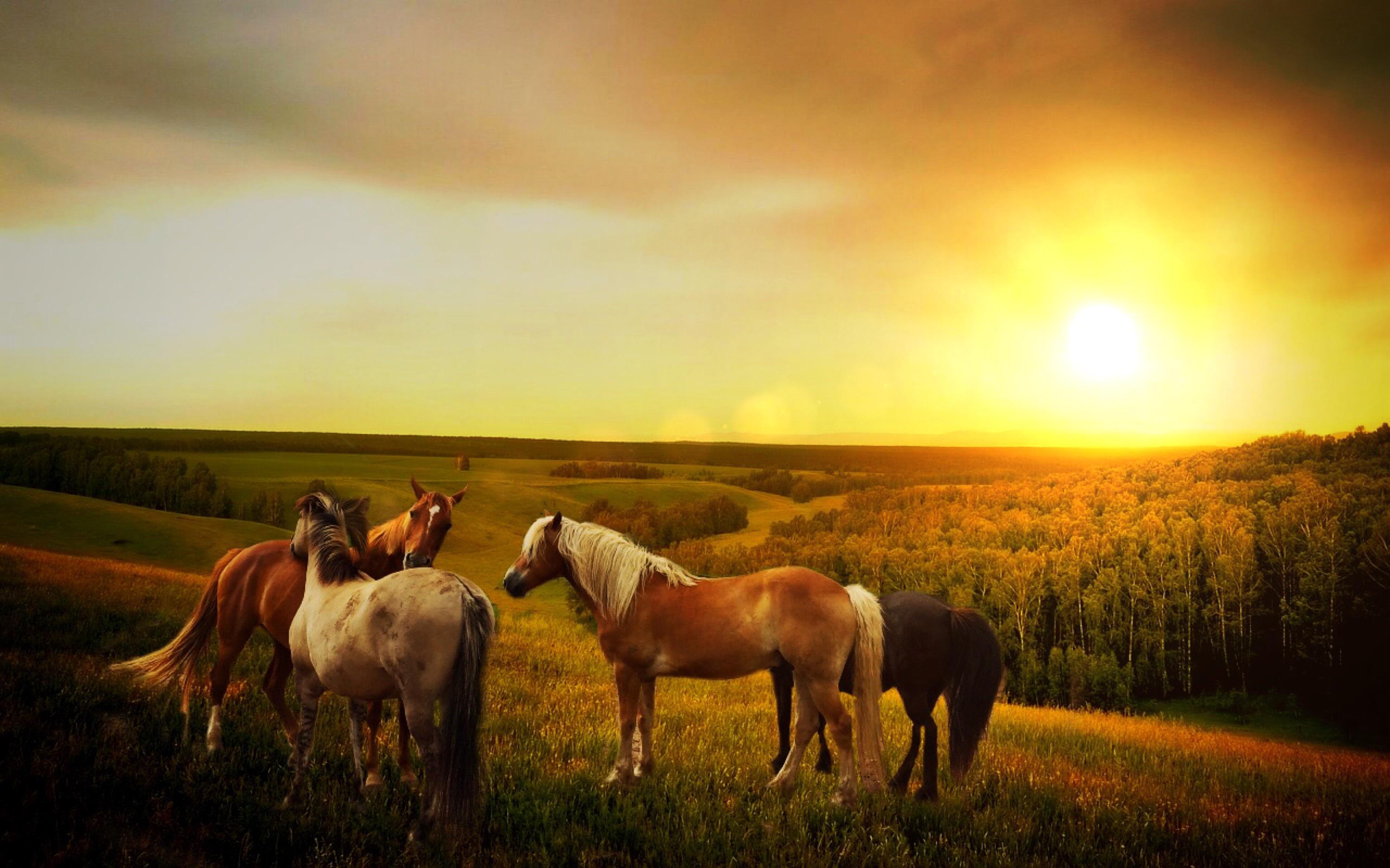 Black Rock Ranch foto 4