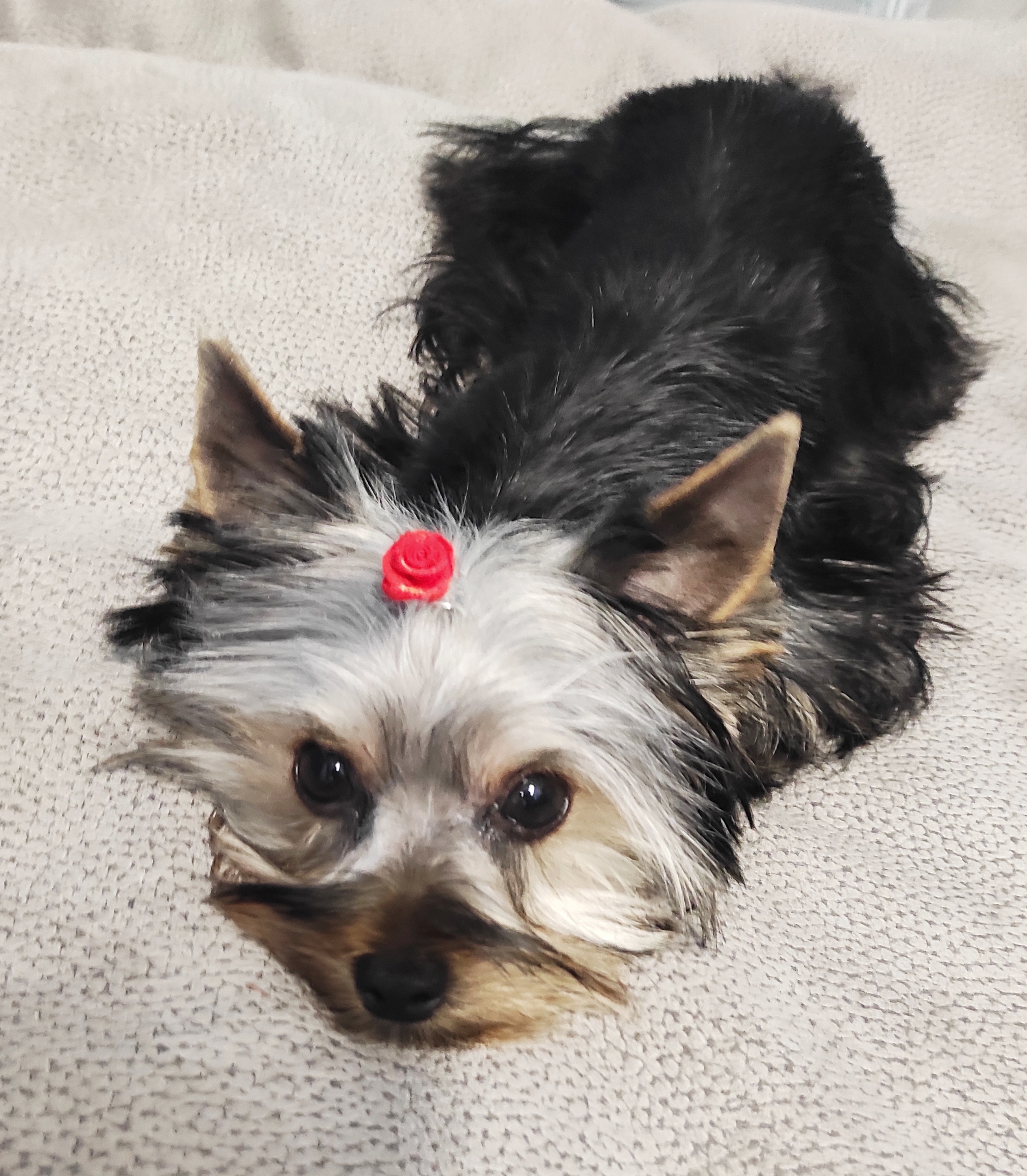 Psí salón u Simony foto 3