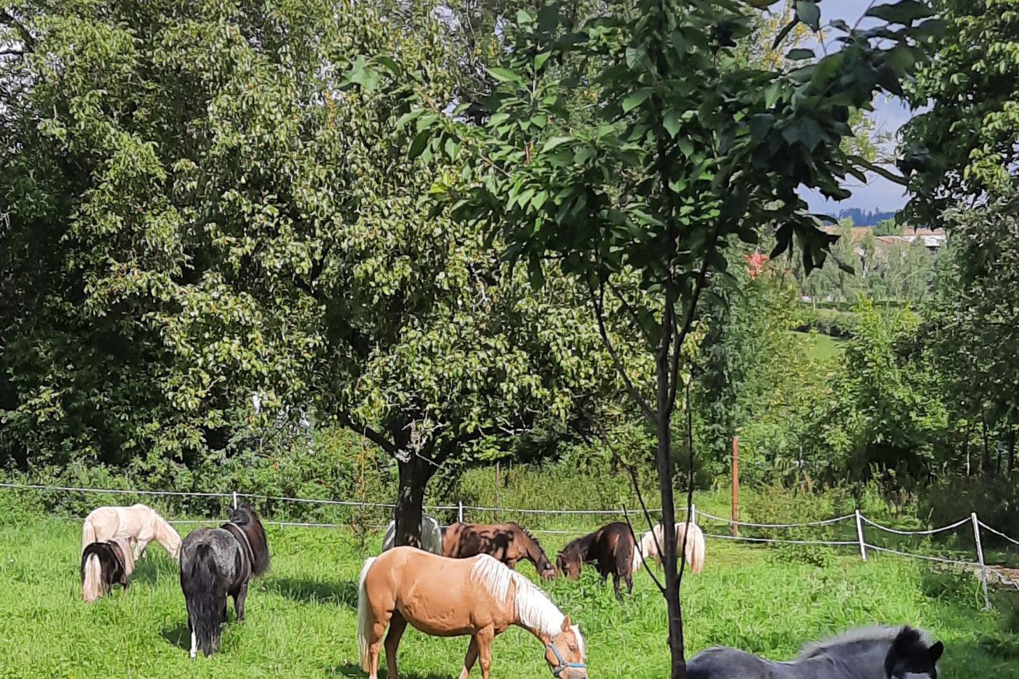 De Cheval farm foto 2