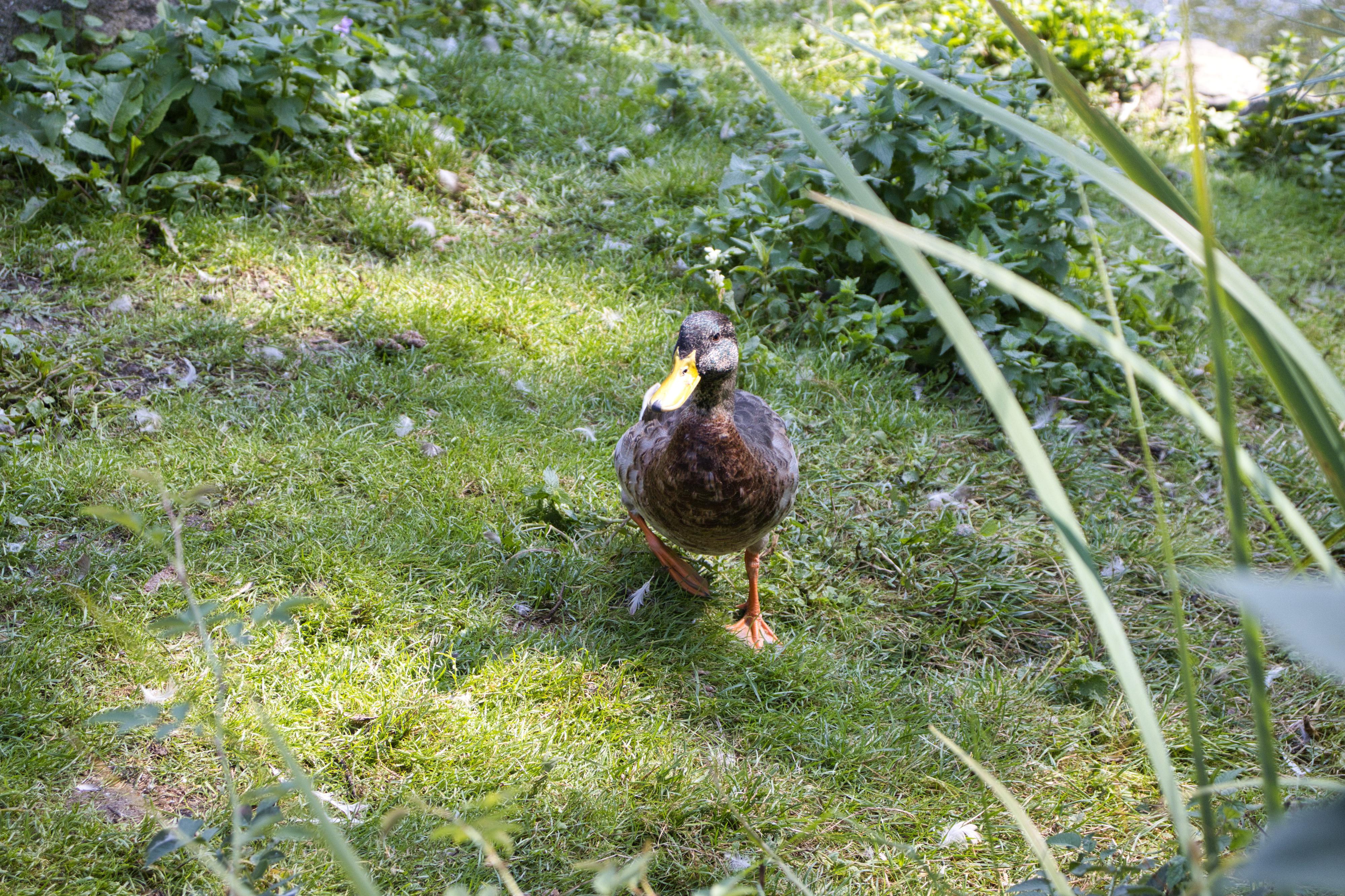 Občerstvení U Surikat foto 2