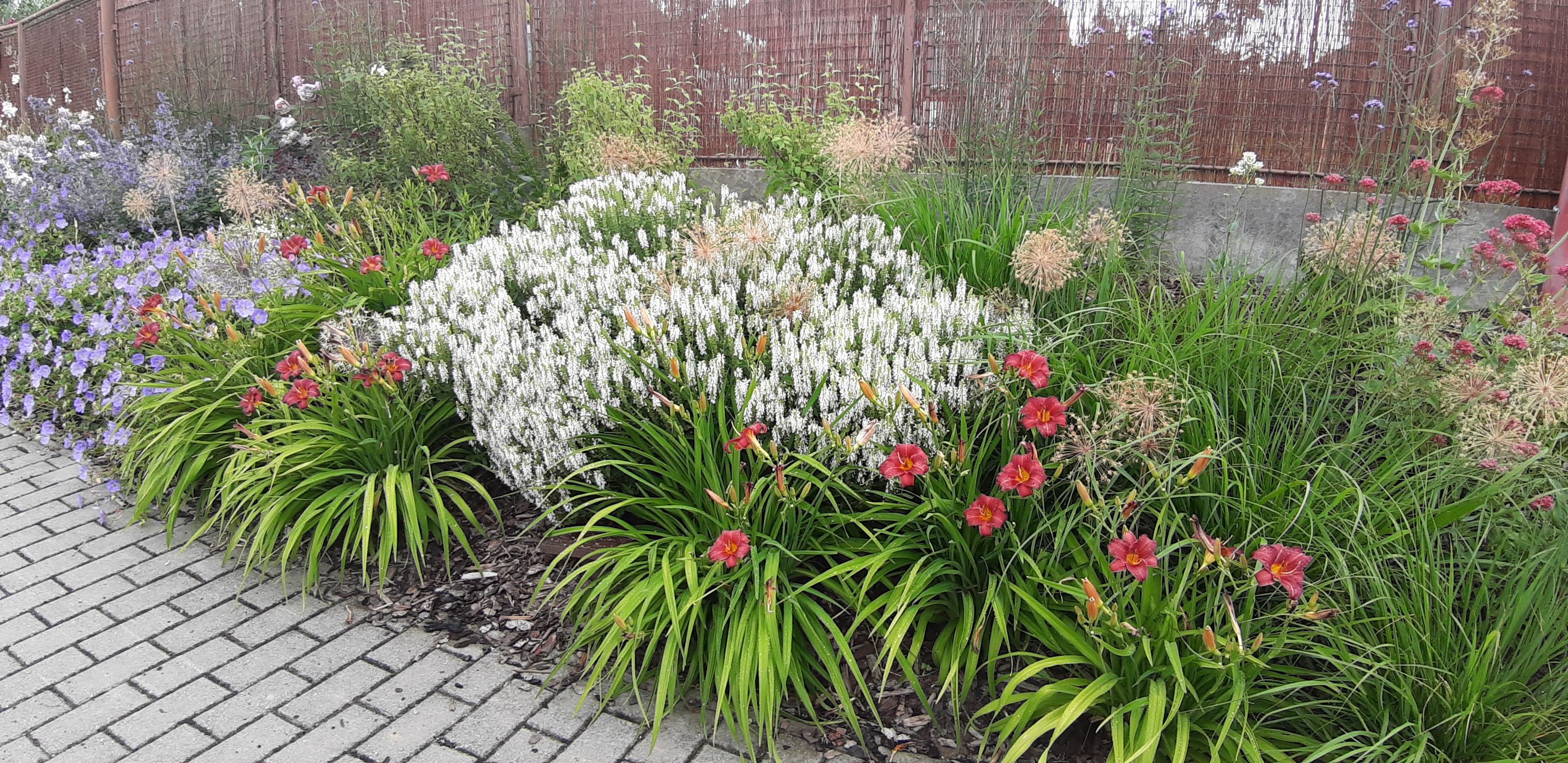 Zahradní tvorba Davidová foto 3