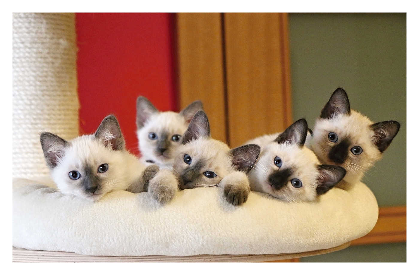 Royal Crystal, Thai Cats cattery foto 5
