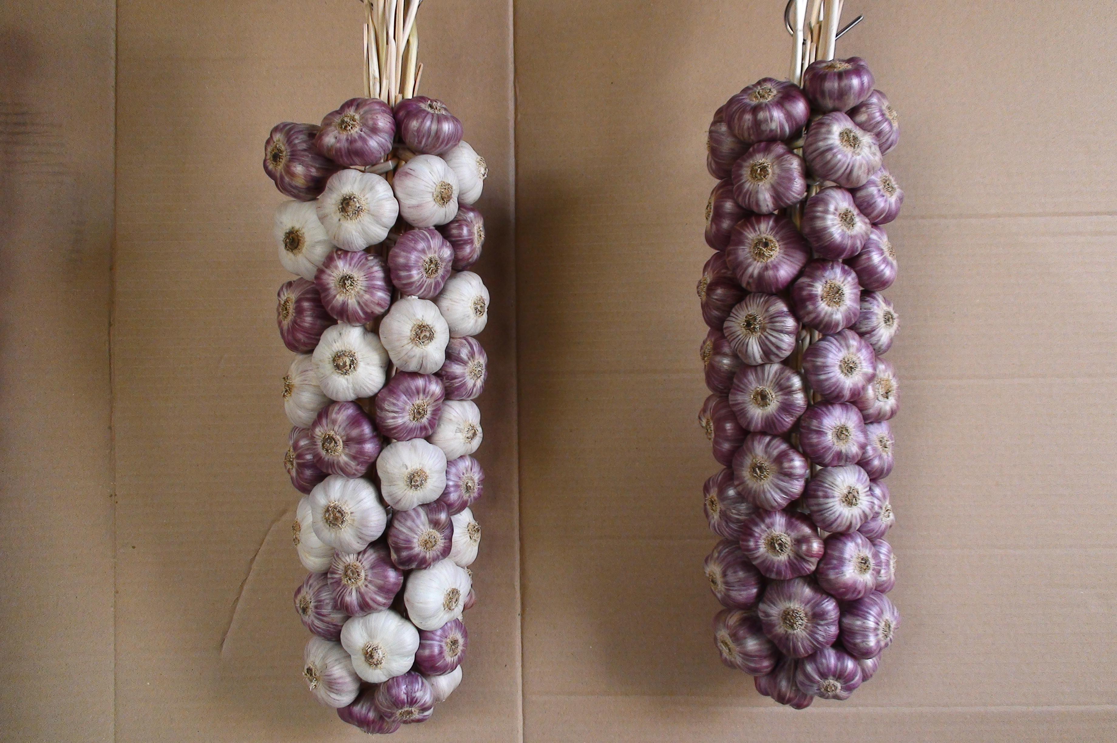 Česnekové copy Emerich Kratochvil foto 1