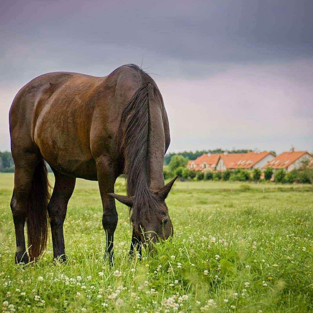 Ranč pod Kuňkou foto 3