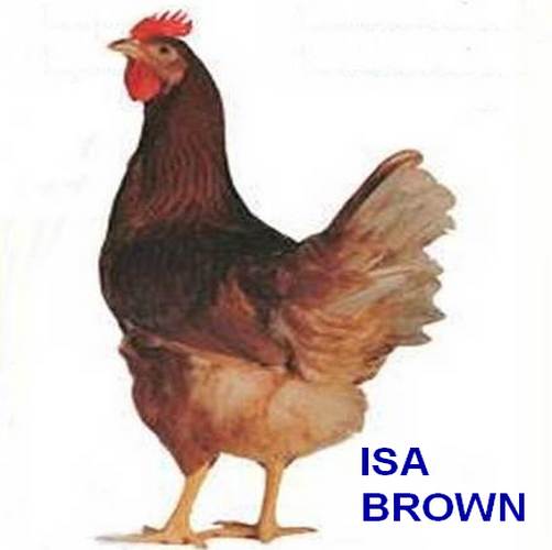 Kuřice s.r.o. - KURICE.CZ foto 2