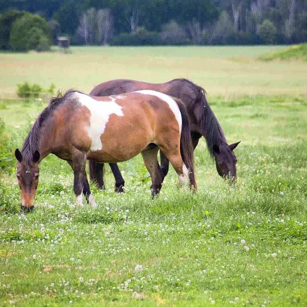 Ranč pod Kuňkou foto 5