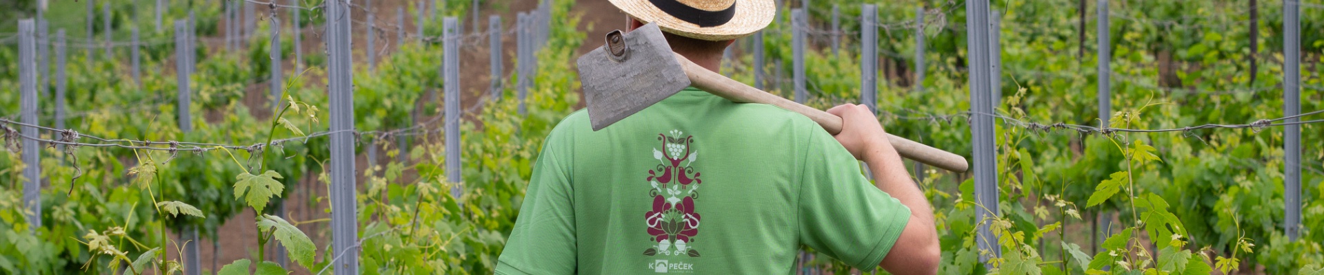 Úvodní obrázek Vinařský dům Kopeček