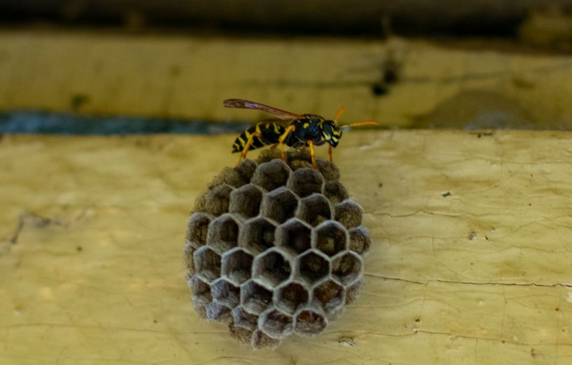 DERONA deratizace, s.r.o. foto 6