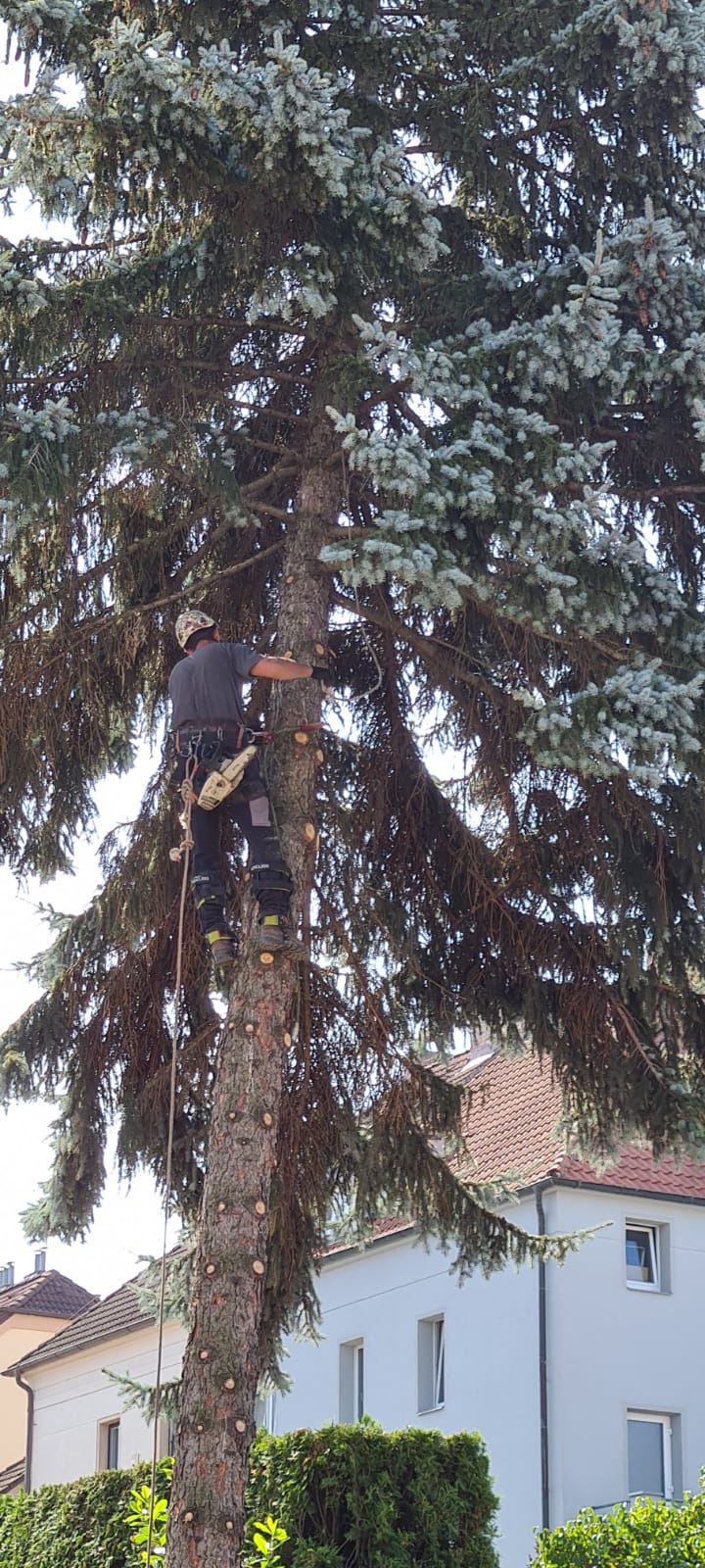 Zahradnické a úklidové práce foto 2