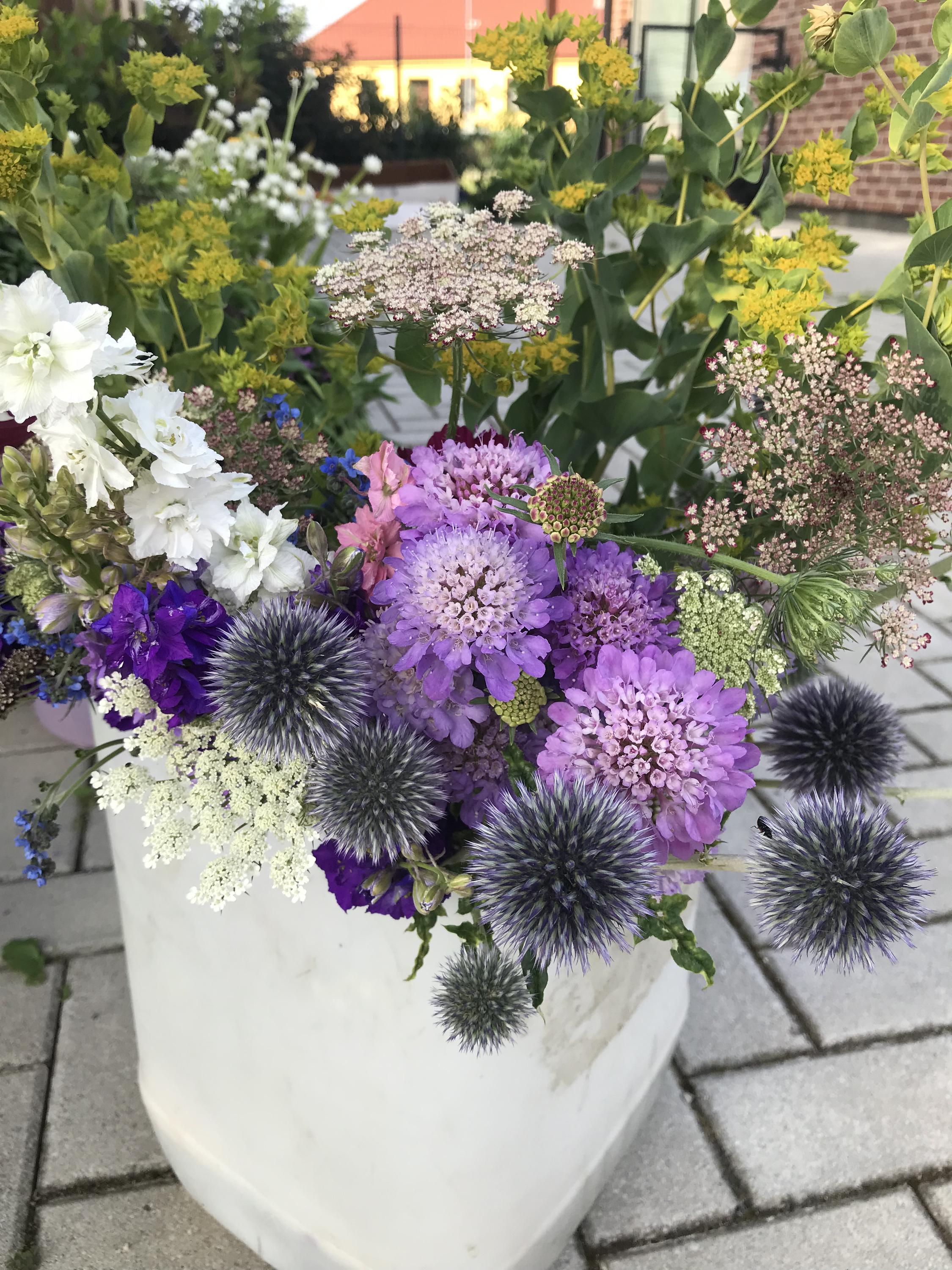 Květinová farma Daniela Žďárská foto 4