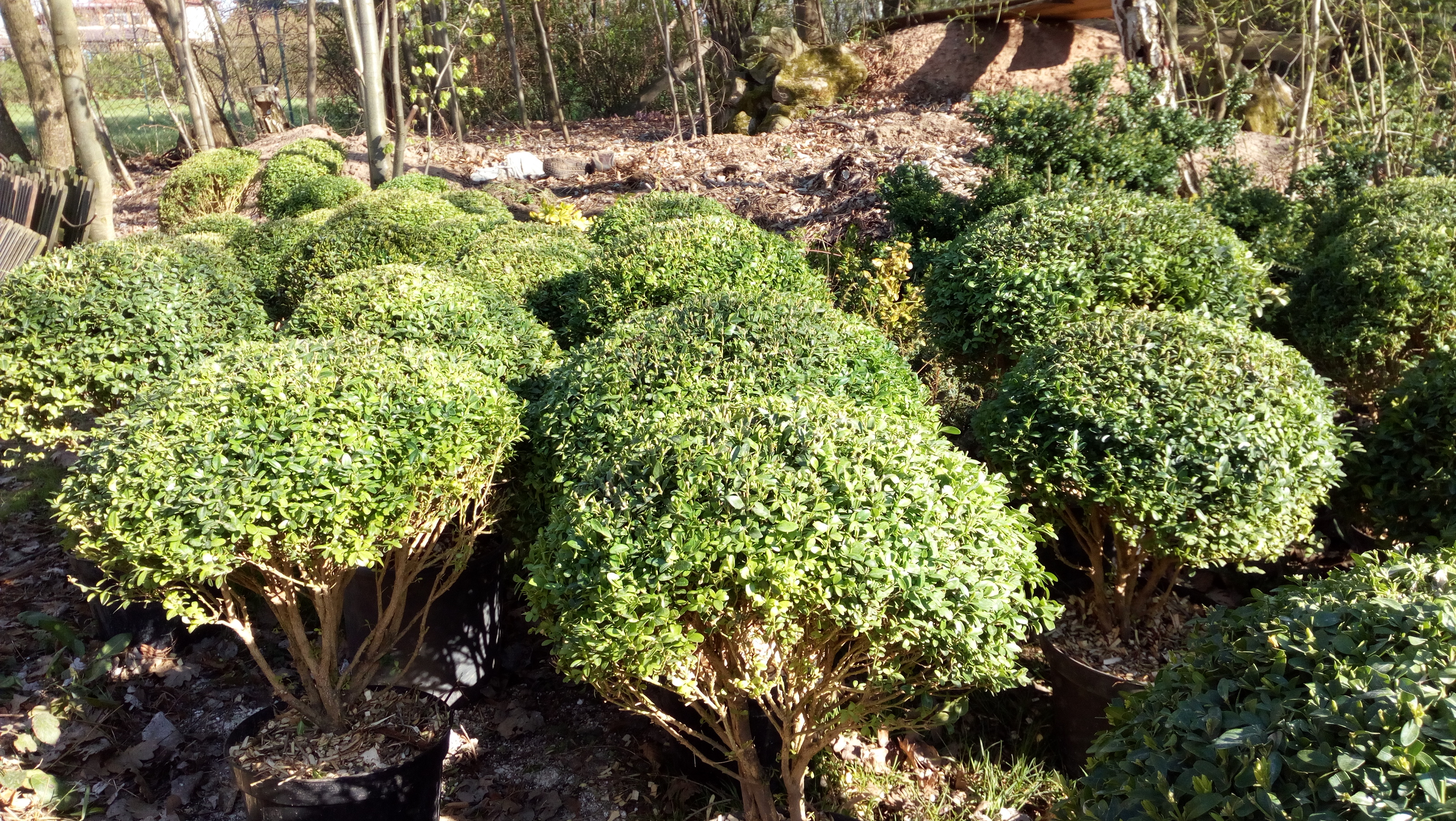 Okrasné keře - BUXUS - Pavel Průša foto 2