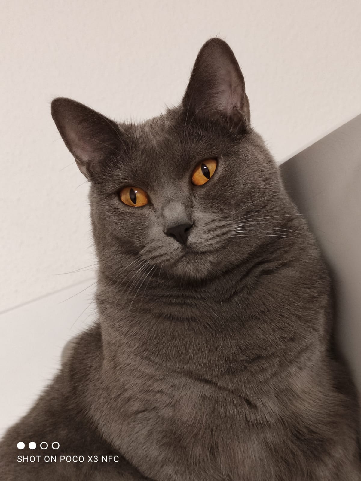 Bohemia-Grande CZ foto 2