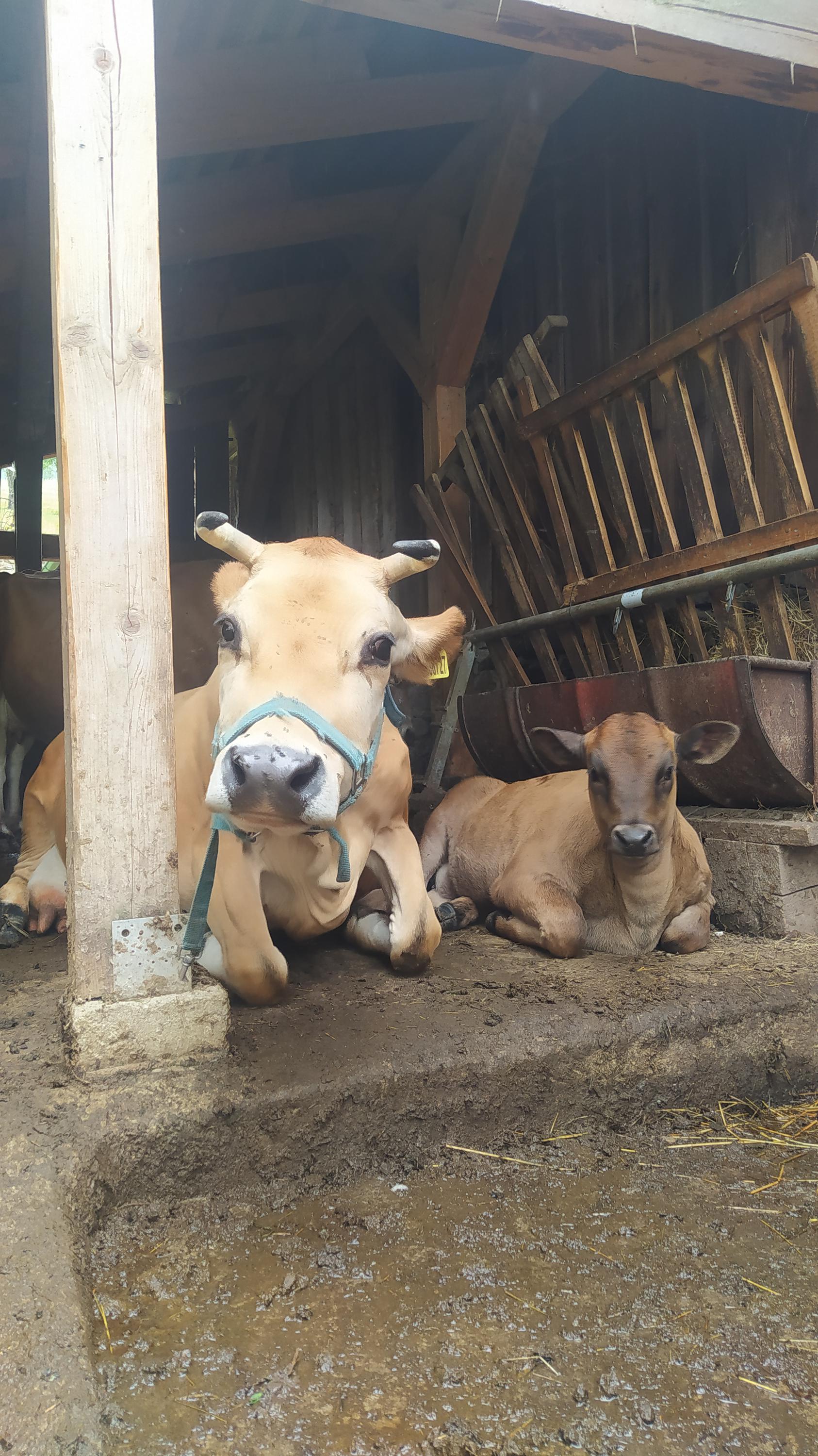 Hospodářství pod Strážným Vrchem foto 6