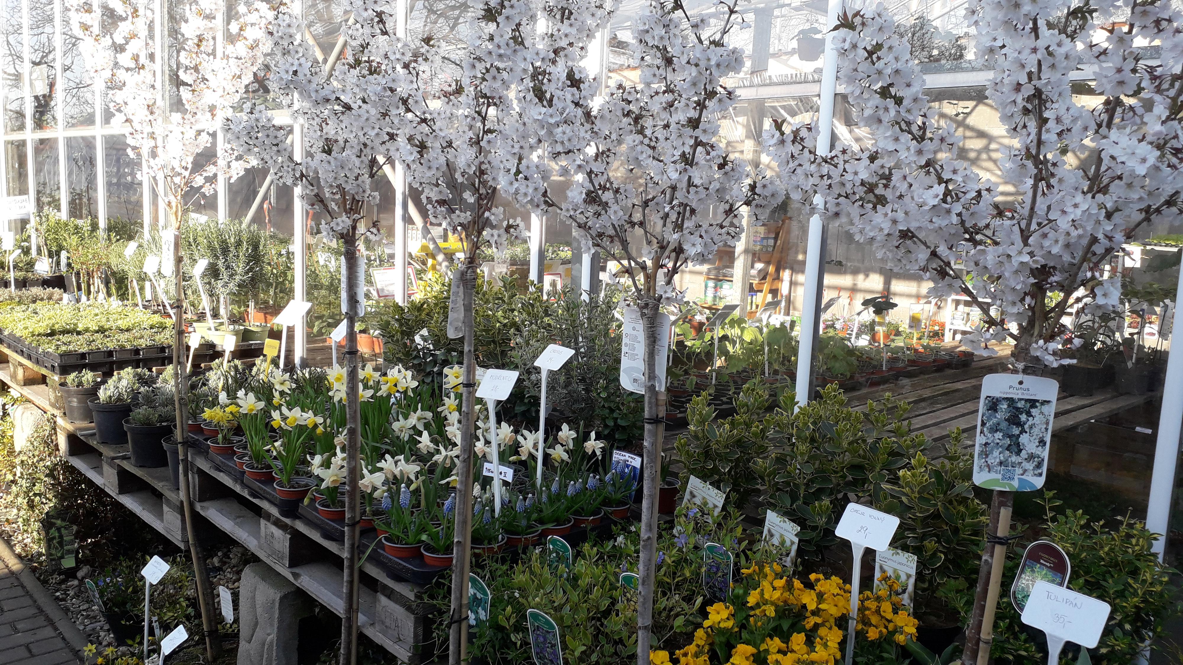 Zahradní centrum Skochovice foto 5