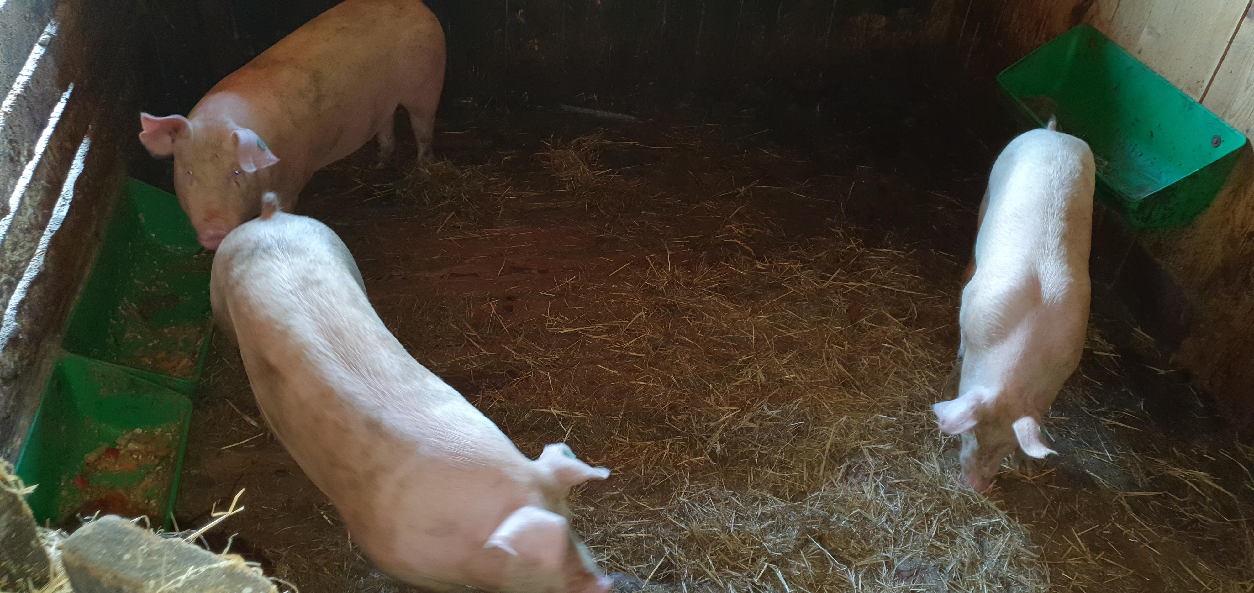 Statek U Rajmunda foto 5