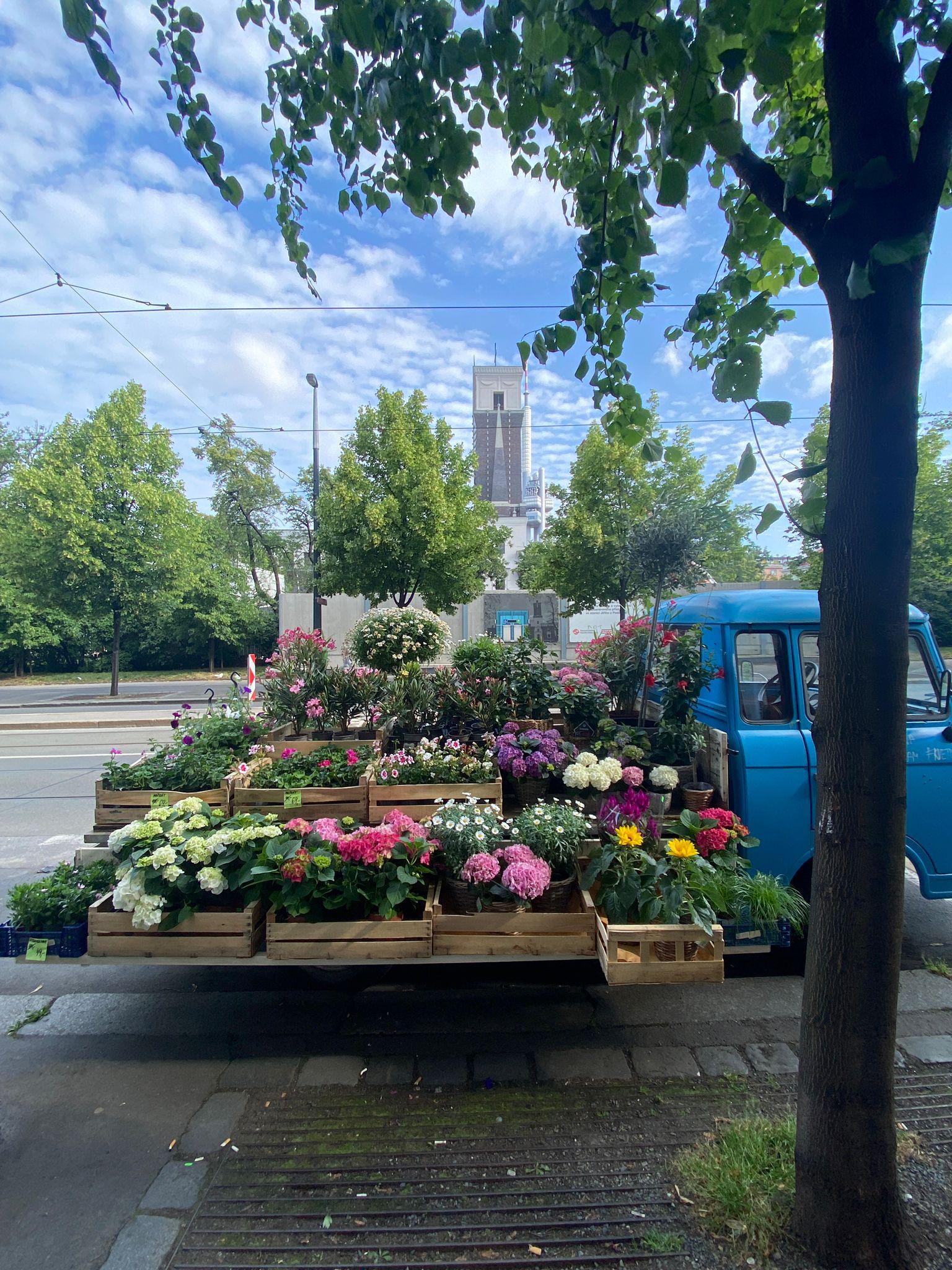 Květiny Jiřák foto 2