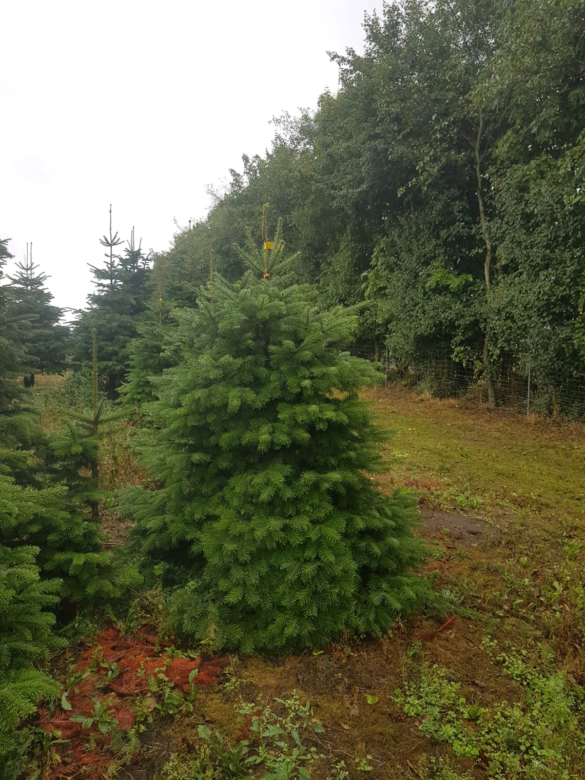 ABIES Vysočina s.r.o. foto 3