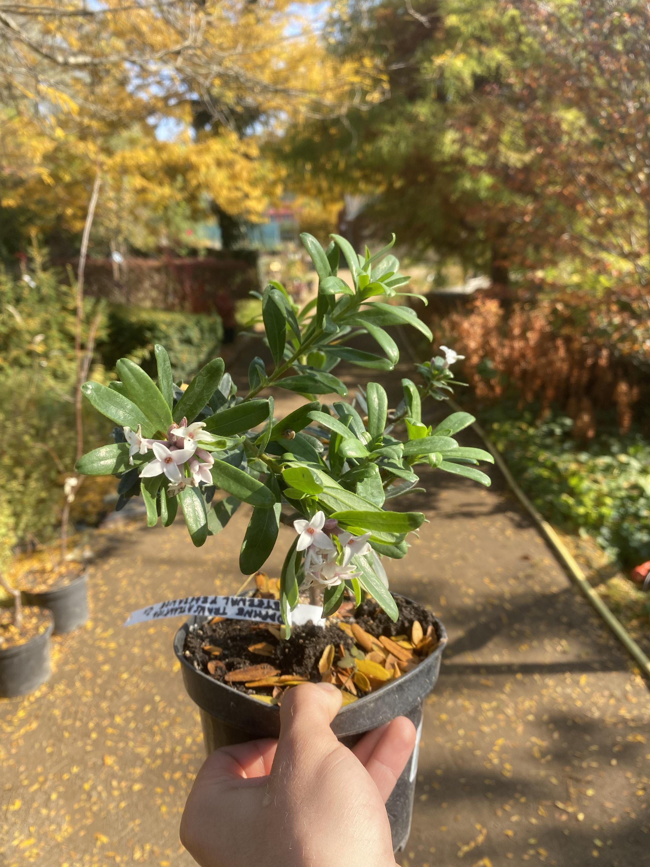 Build Your Home - Prodejní zahrada Černý Vůl foto 6