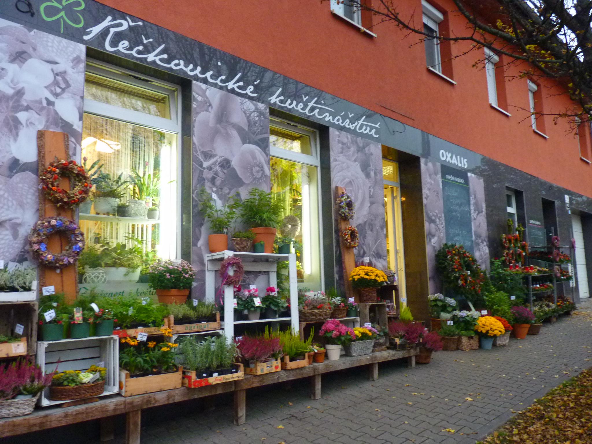 Květinářství Oxalis foto 2