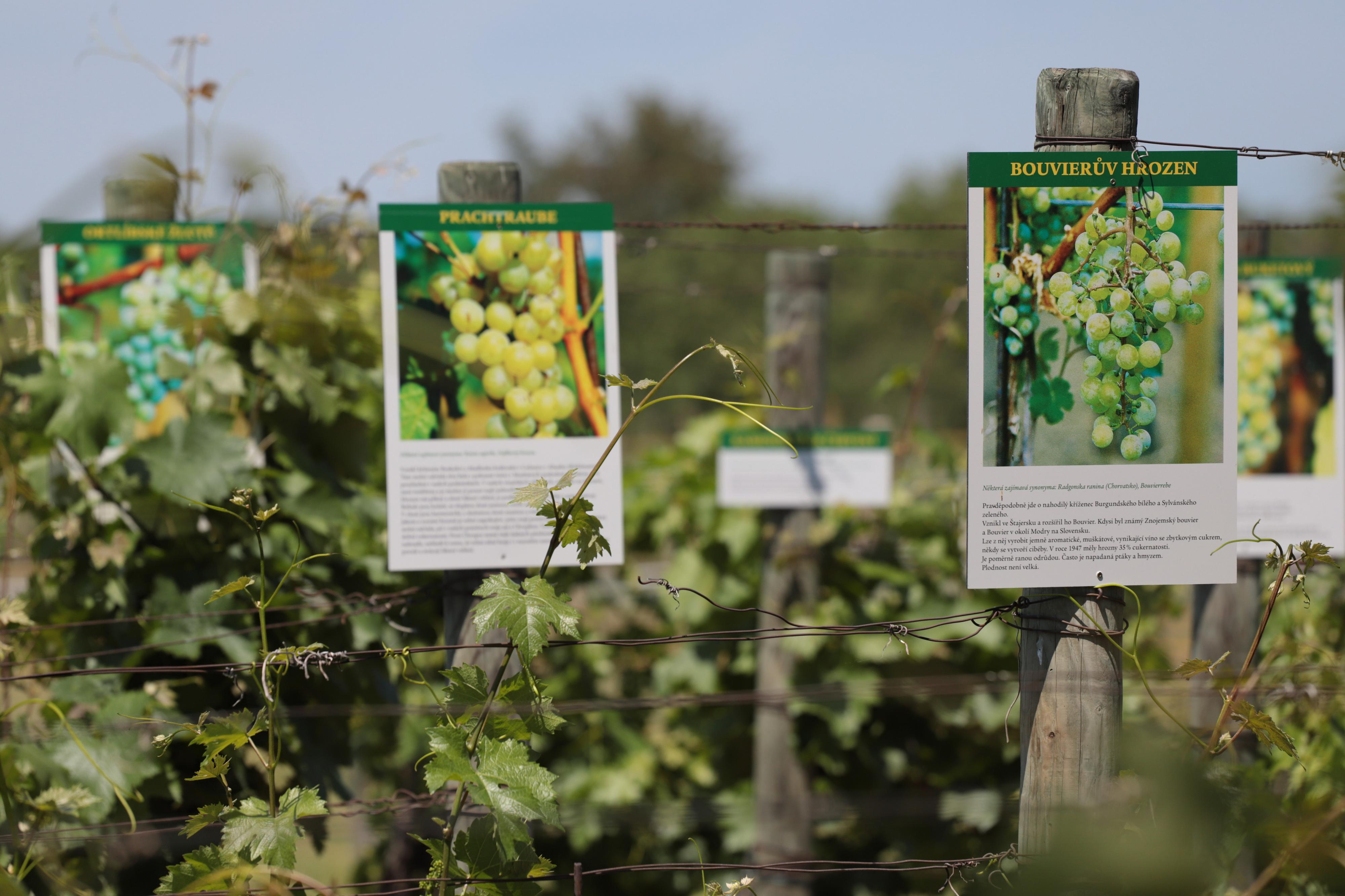 Znovín Znojmo - Moravský sklípek foto 2
