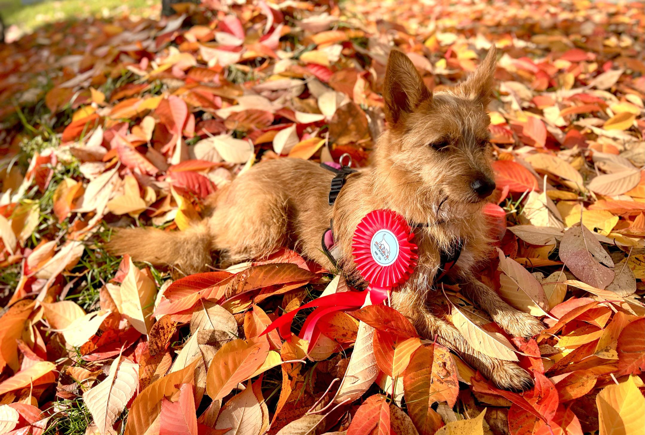Psí nebojsové MVDr. Markéta Rybářová foto 2