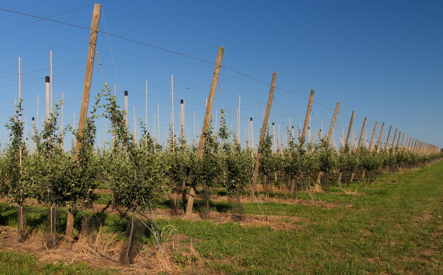 AGROSAD Velké Bílovice, spol. s r.o. foto 3