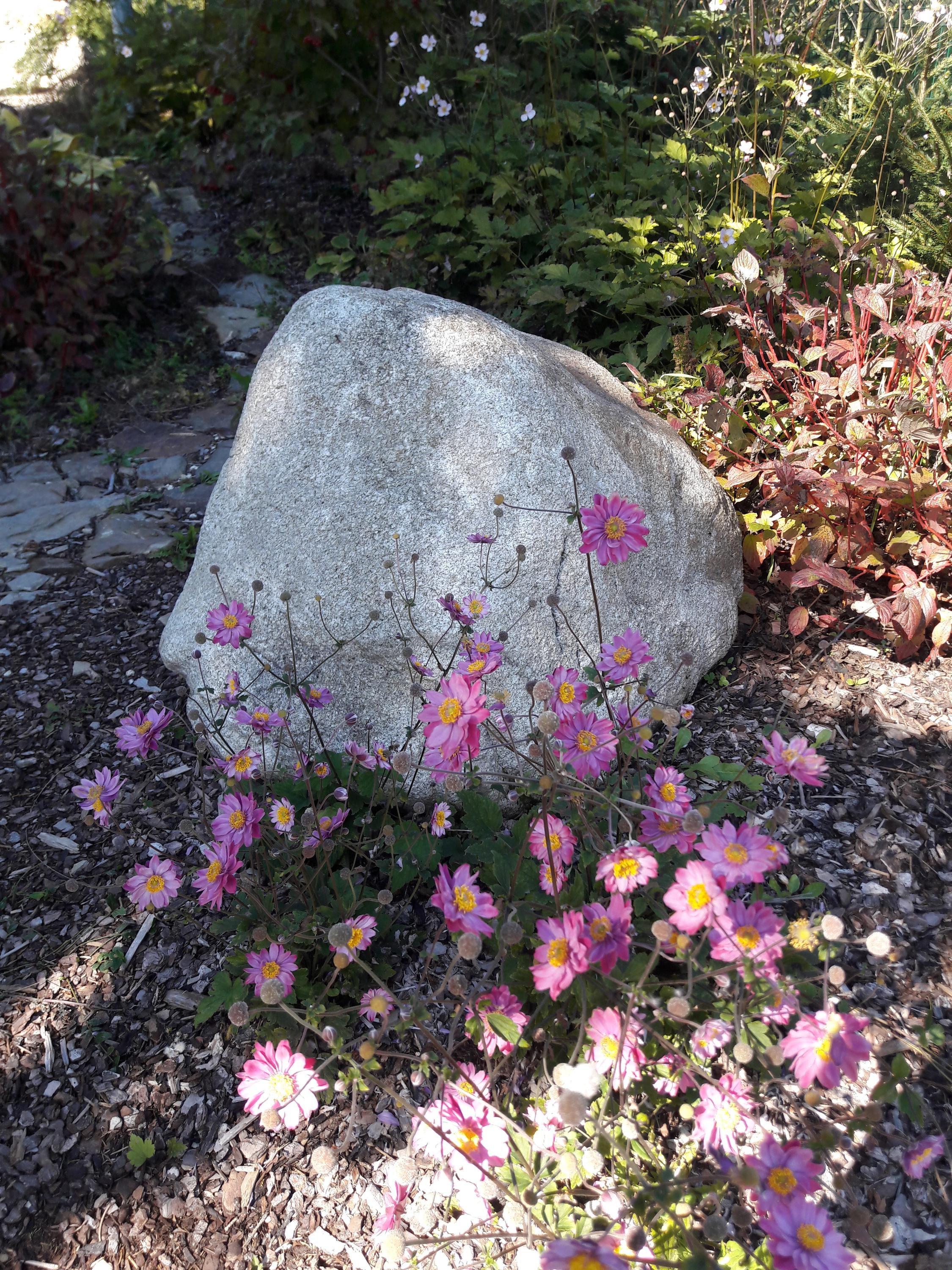 Fun Spot Lipno - botanická zahrádka foto 5