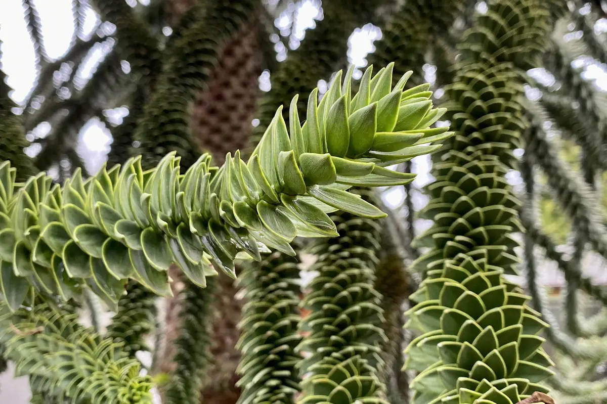 Ing. David Pospíšil, Ph.D. - Araucaria.cz