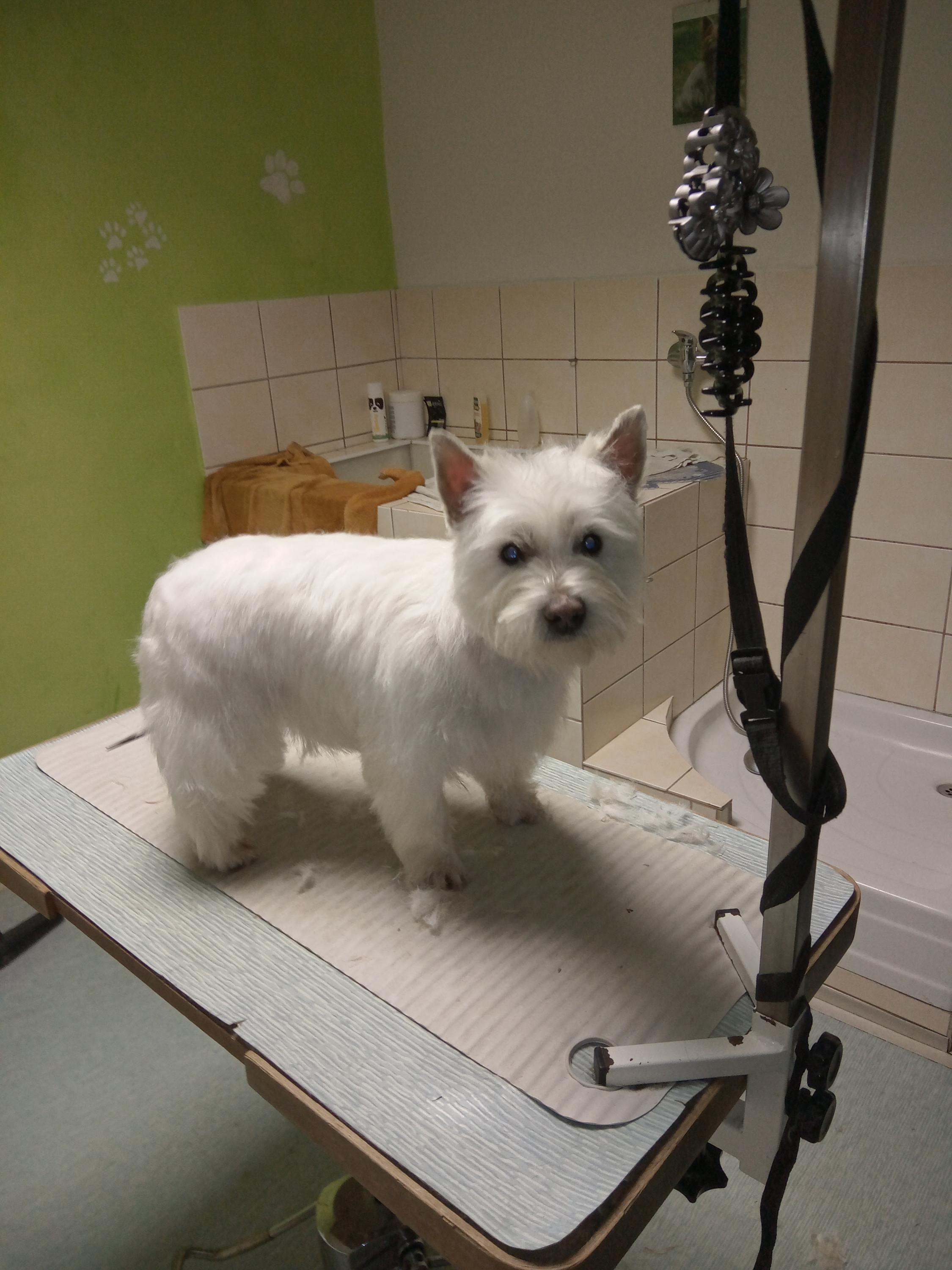 Stříhání a trimování psů Koňaříková foto 4