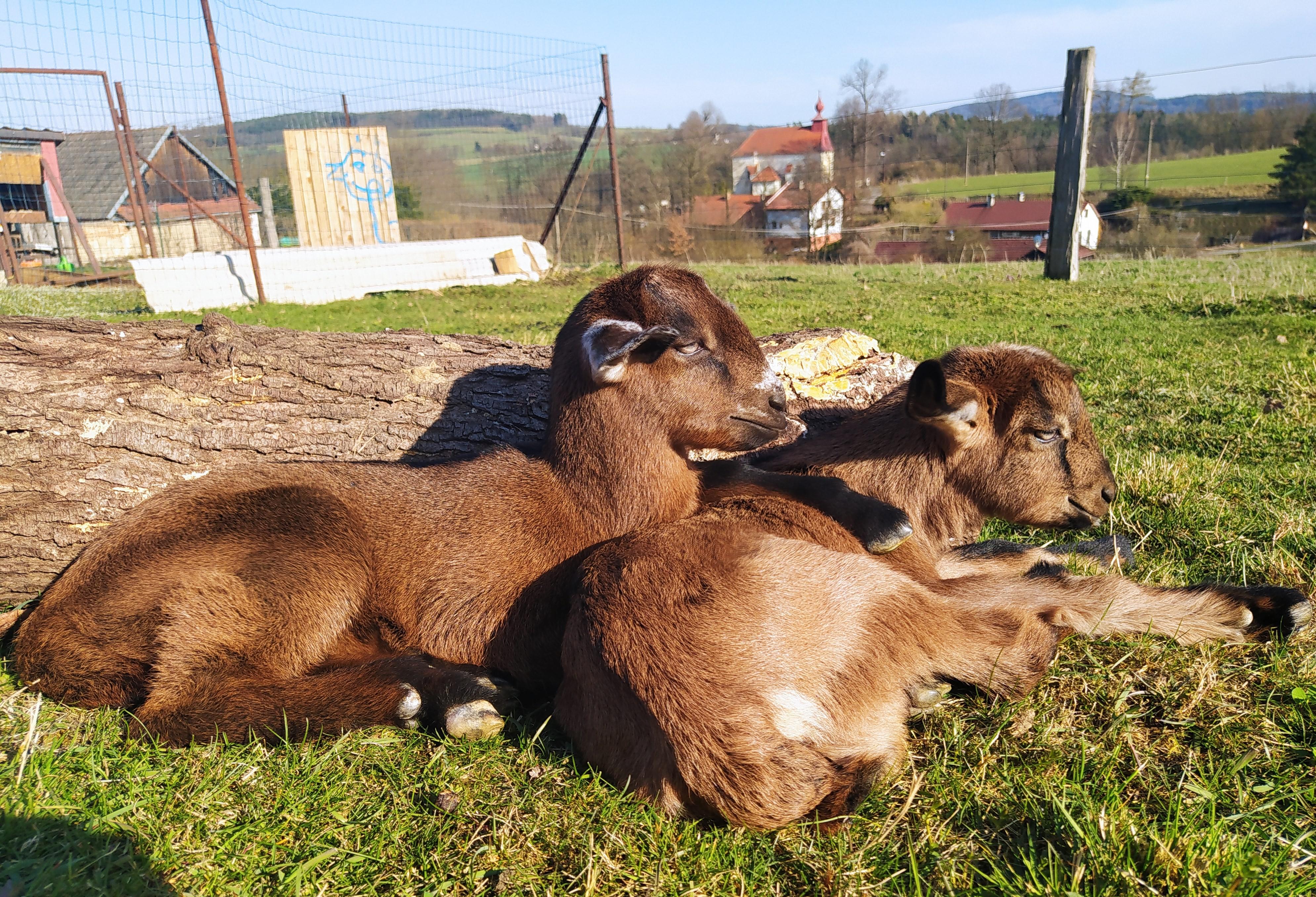 Farma na Kopečku foto 4