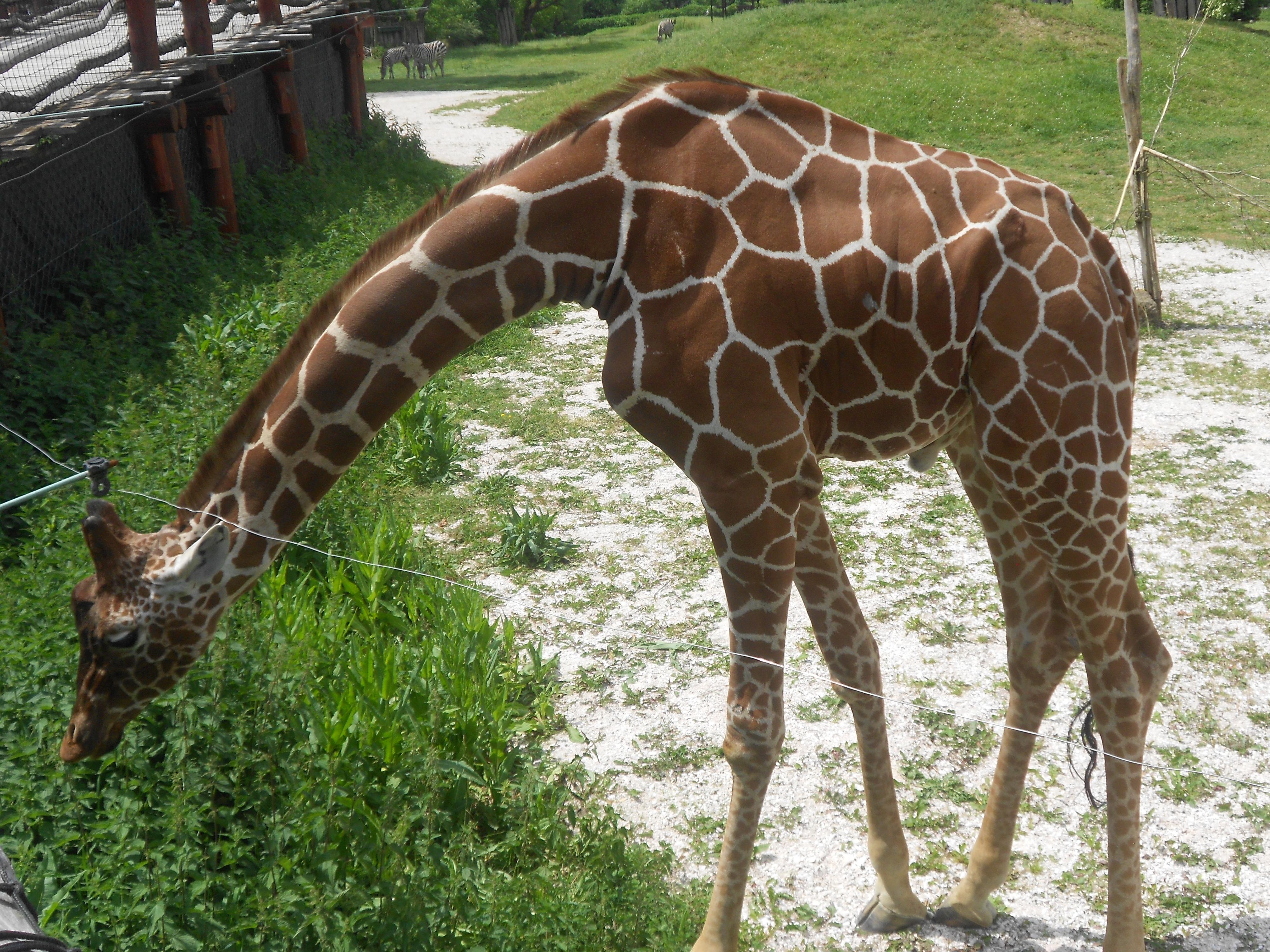 Safari Park Dvůr Králové foto 6