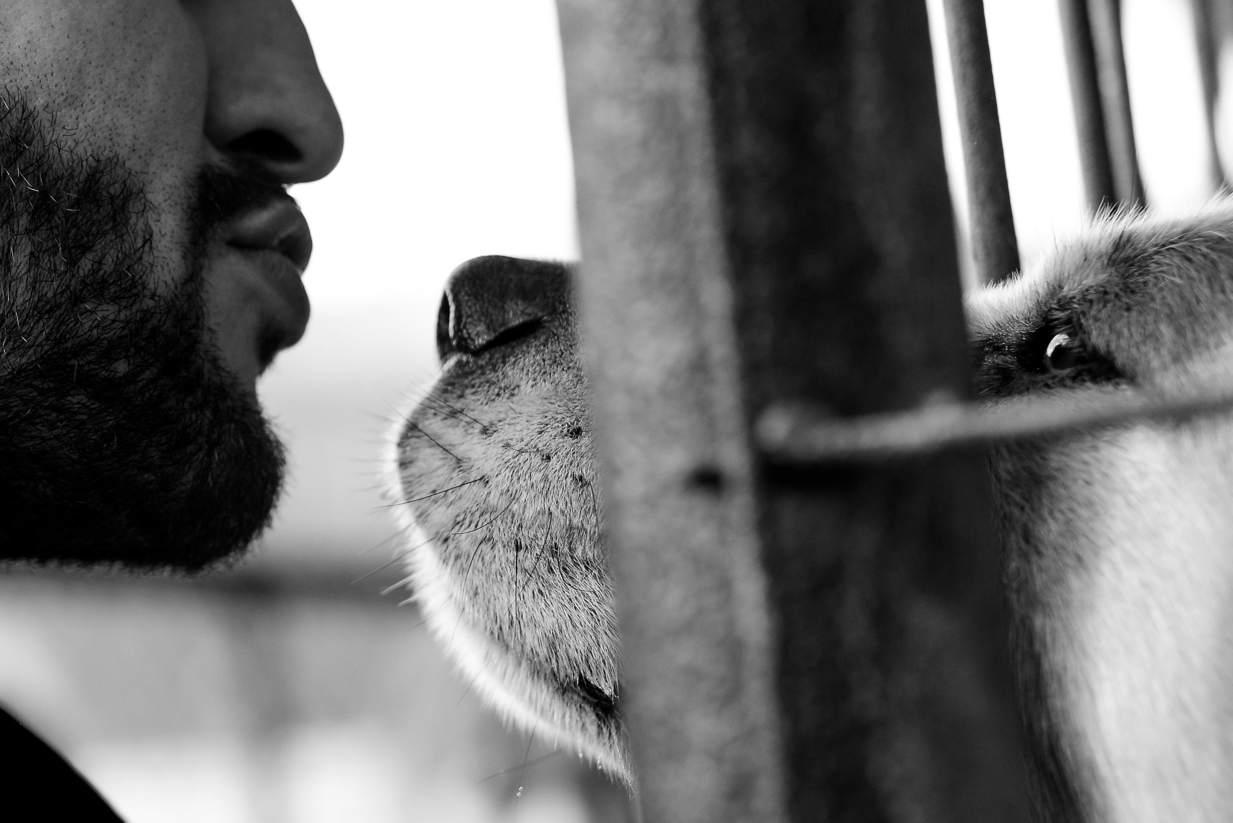 Česká společnost přátel zvířat, z.s., Útulek ,, Psí domov" Řepnice foto 4
