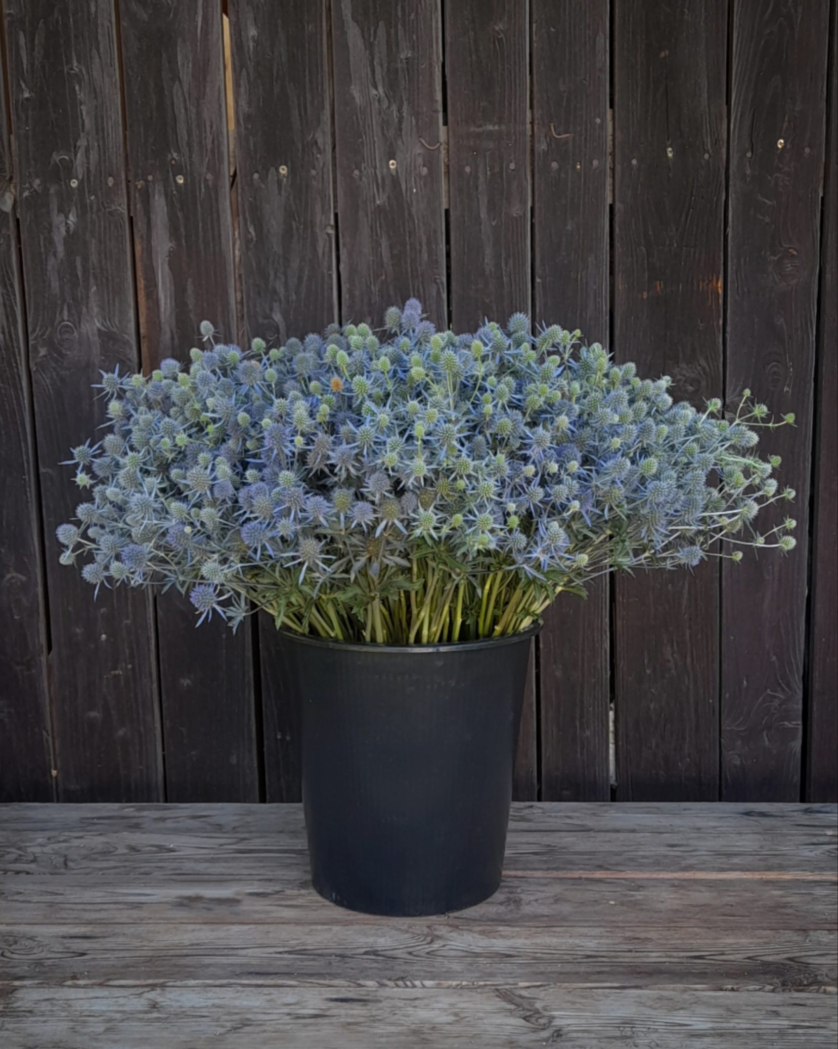 Farma Slunce kvítí foto 5