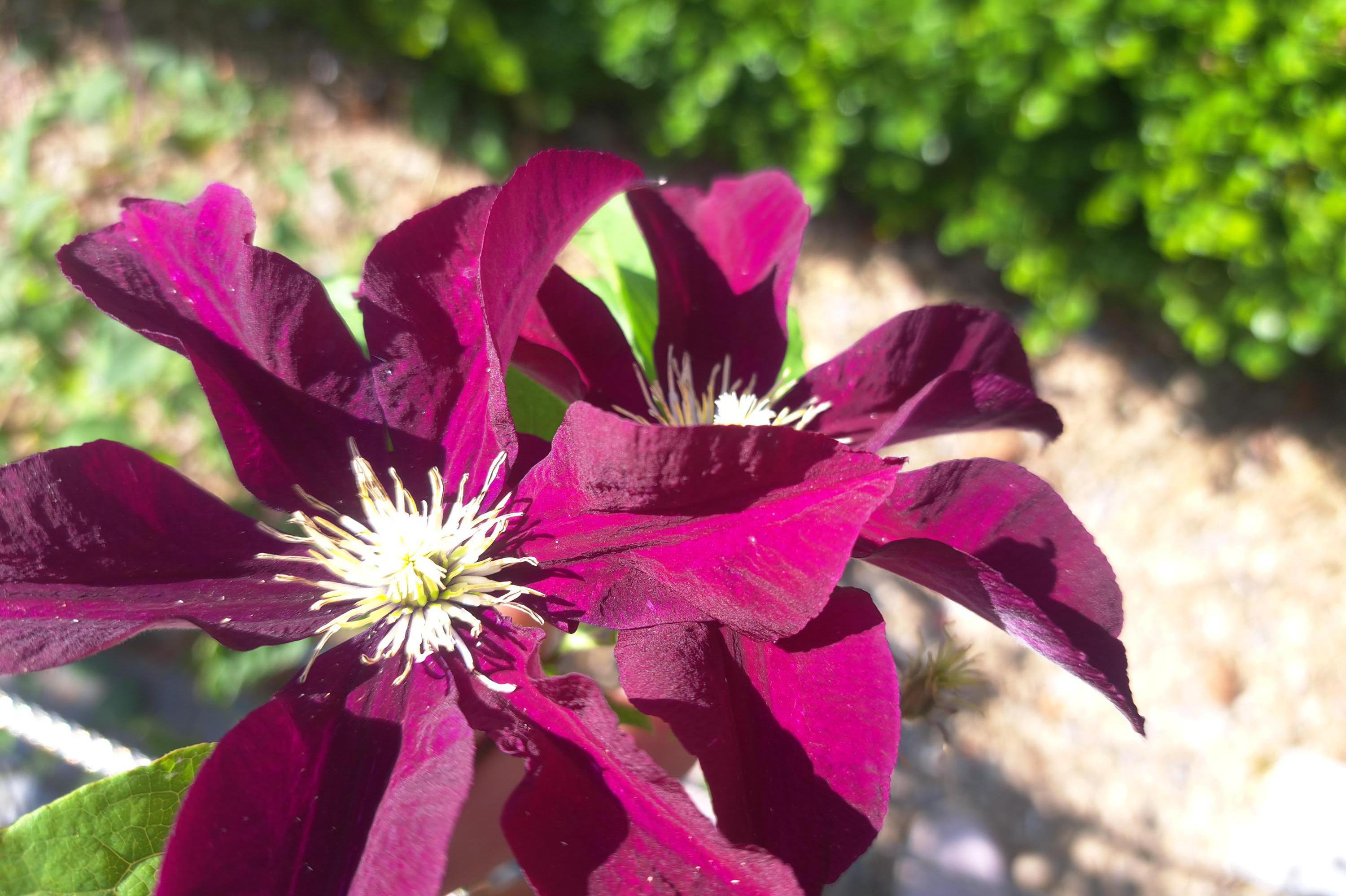 Návrhy a realizace zahrad Danieková