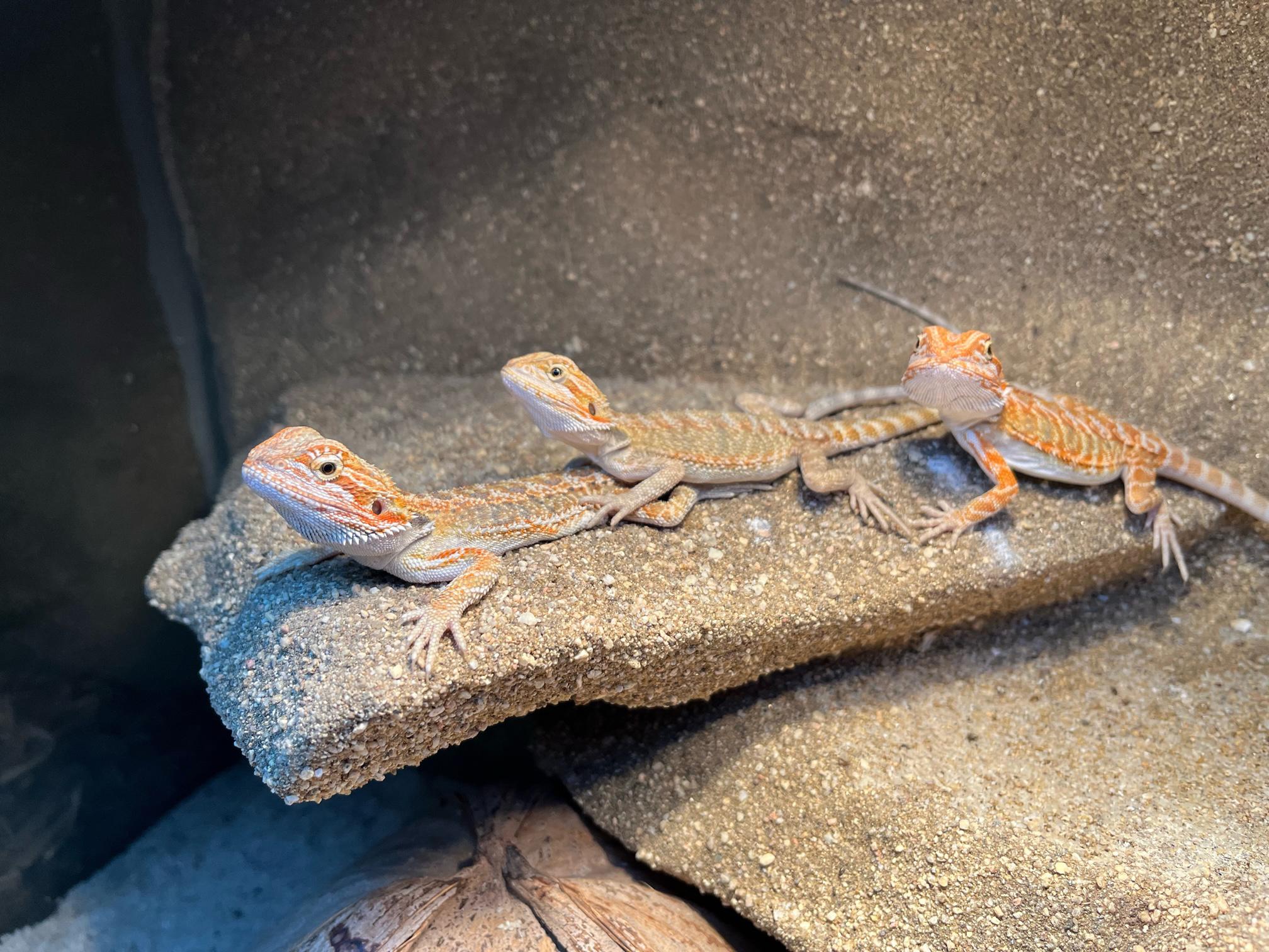 Zvířecí svět Geckonia foto 6