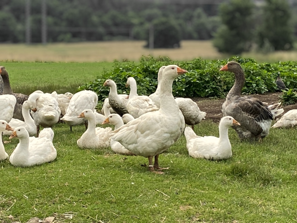 Rodový statek u Hlavínů