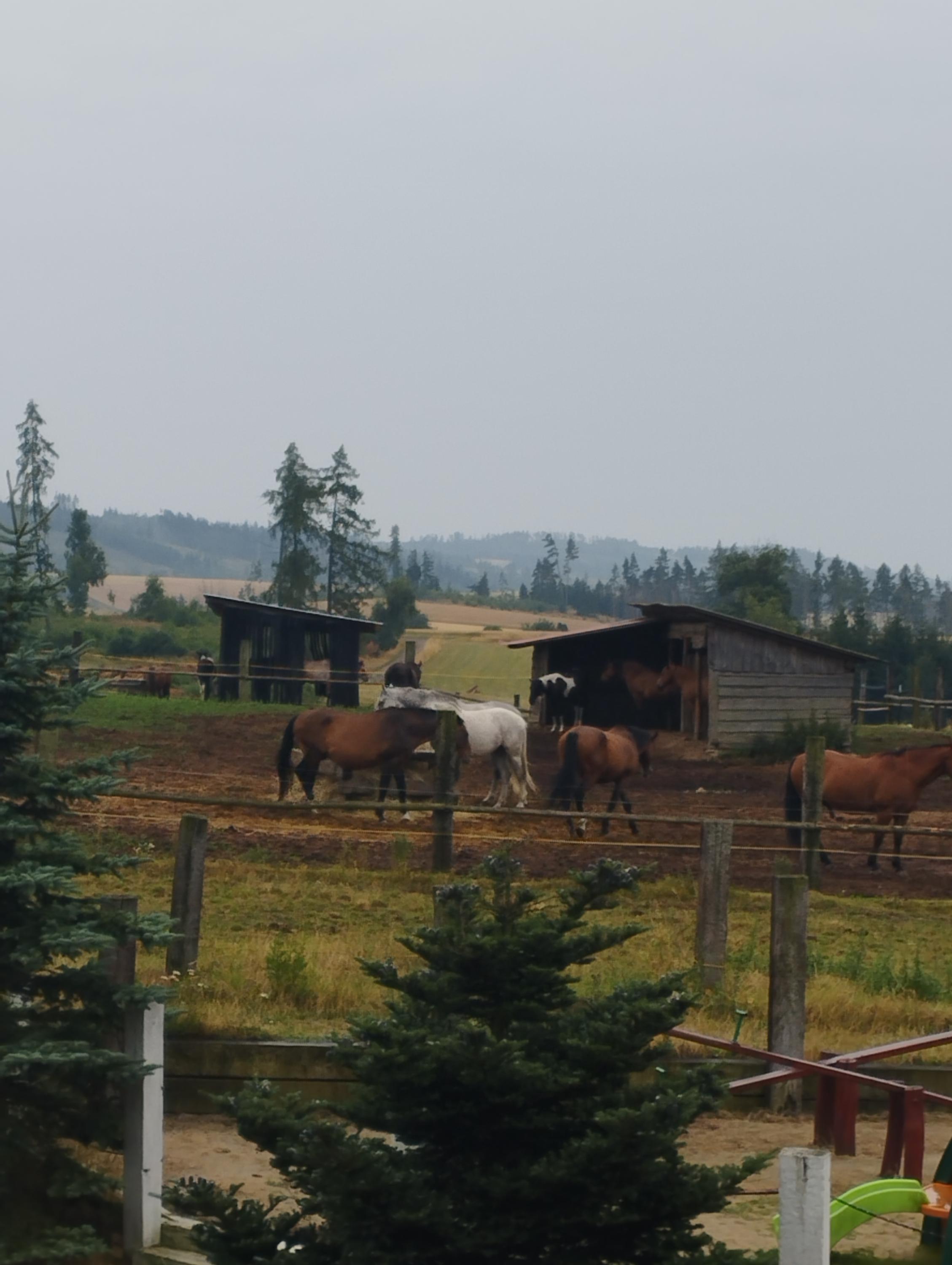 Q Ranch