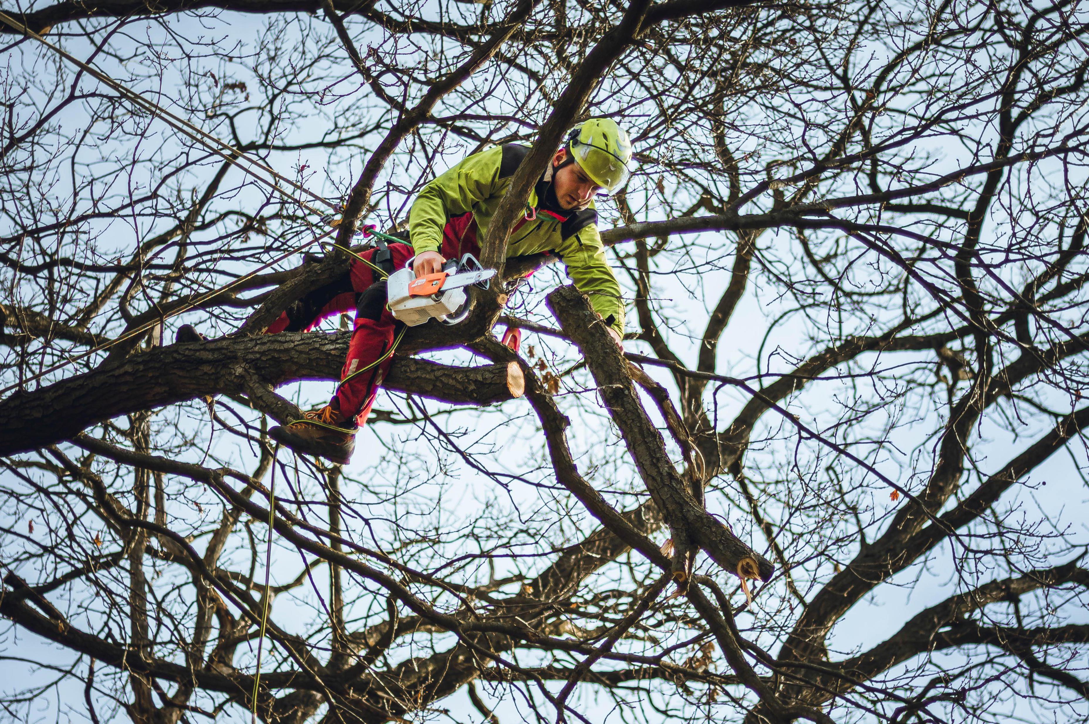 Tomáš Votava - arborista