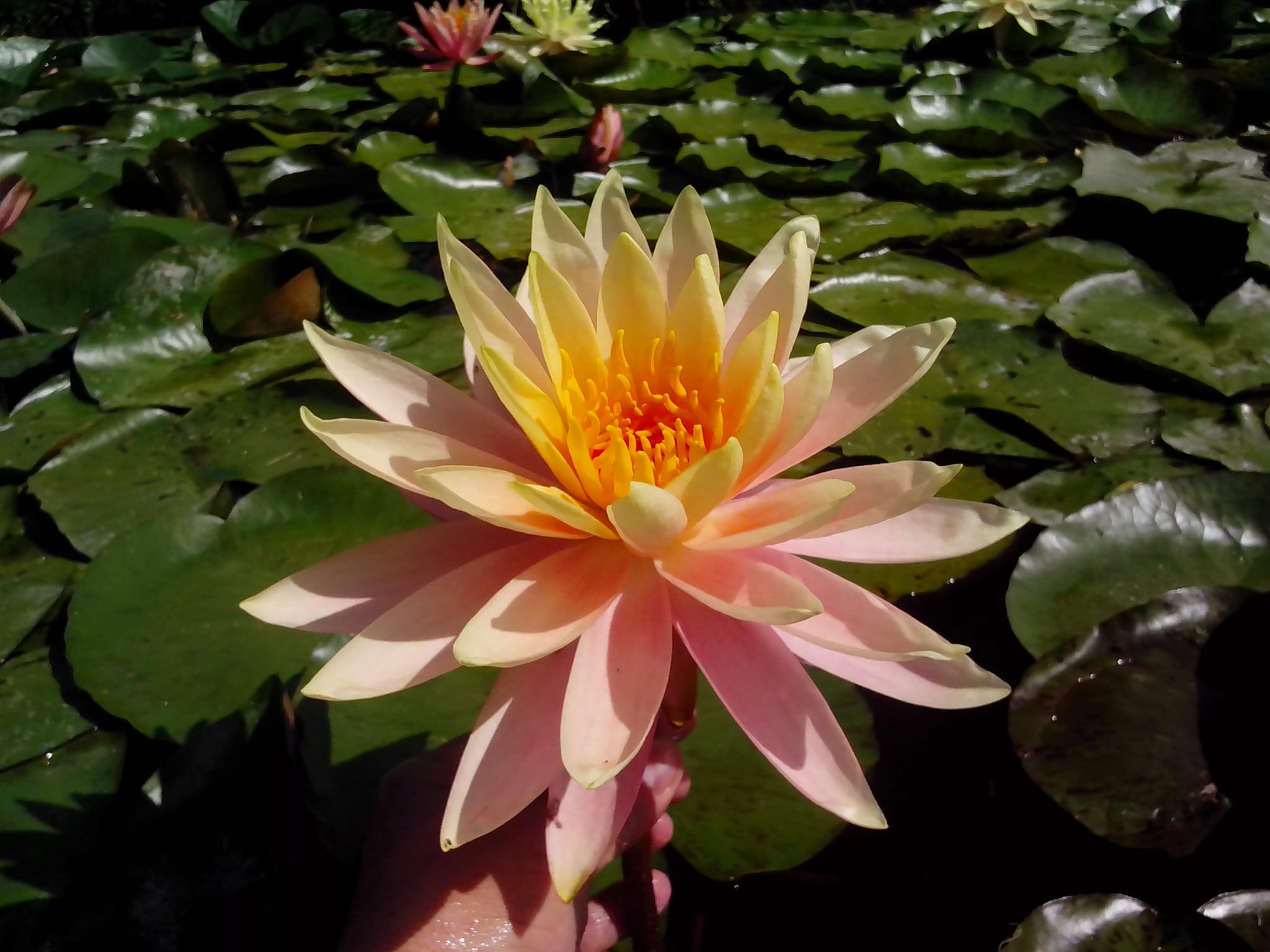 Království leknínů u Zikešů foto 3