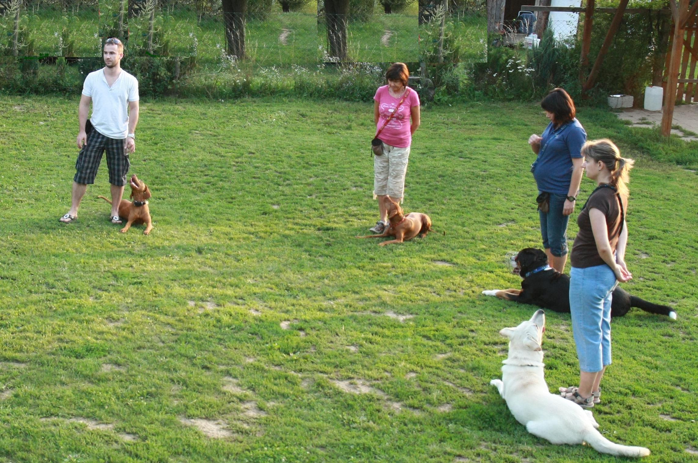 Moravia Dog School