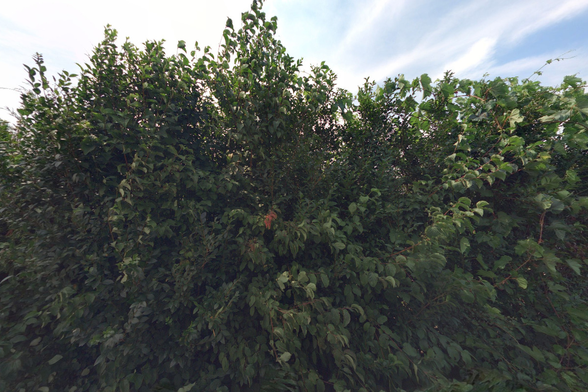 Zahradnictví Zmeškalovi foto 6